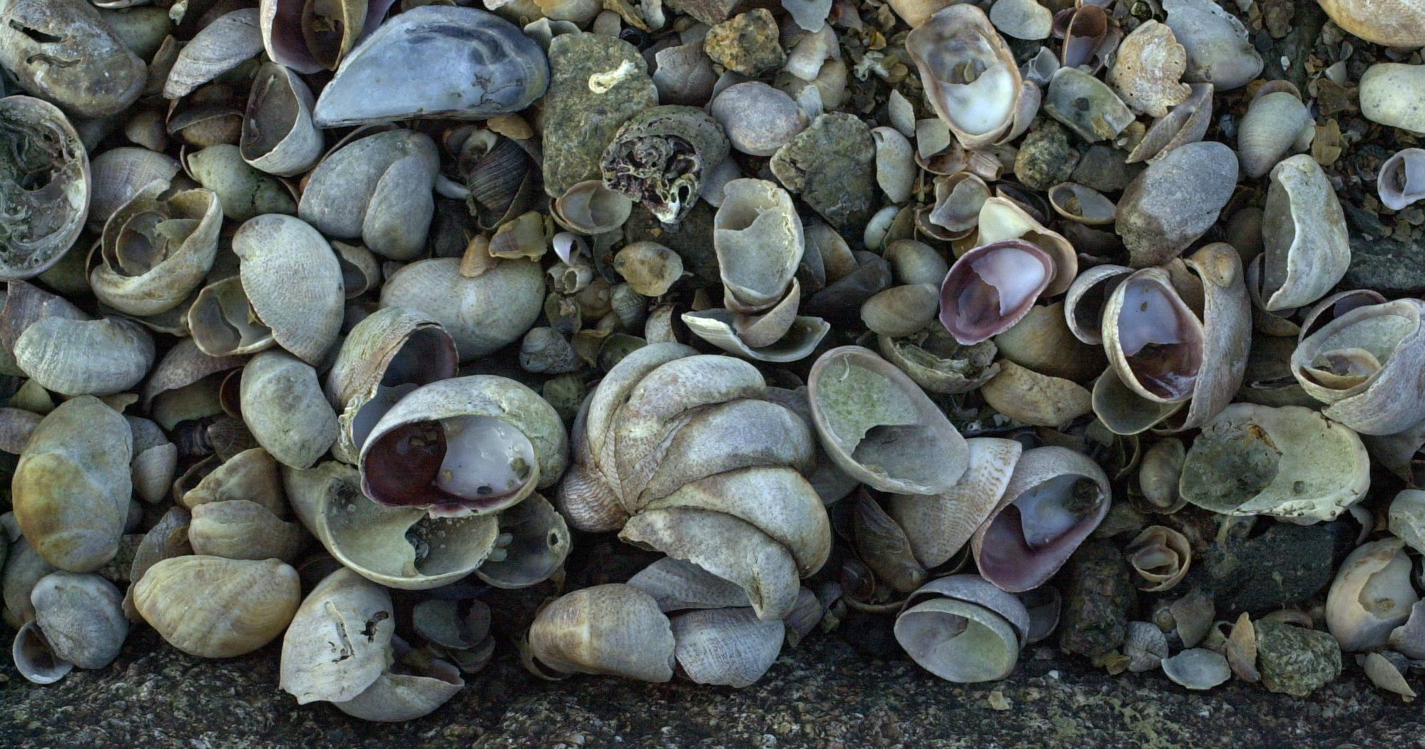 crepidula_fornicata2md