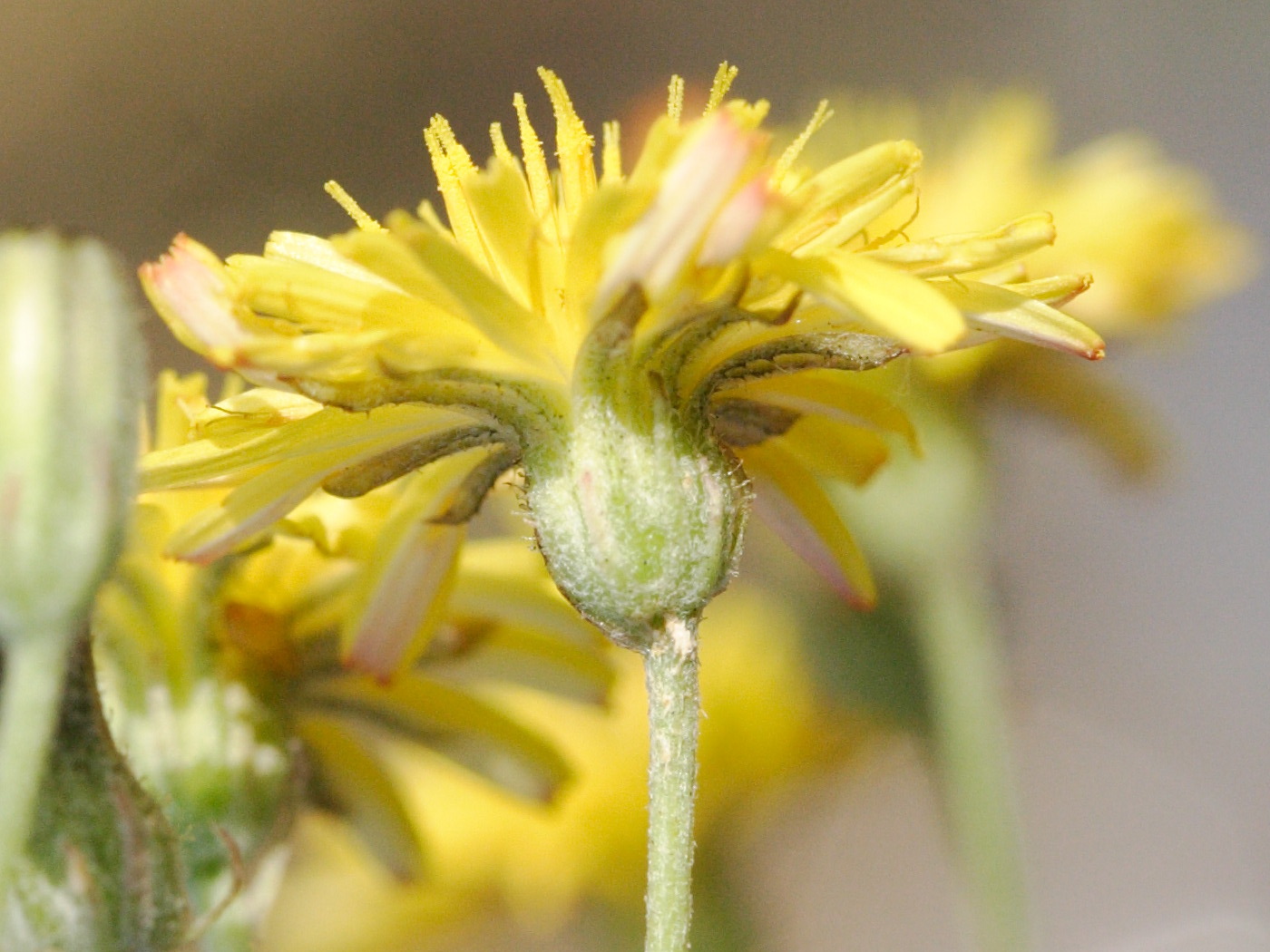 Afficher le média crepis_capillaris4md crepis_capillaris4md