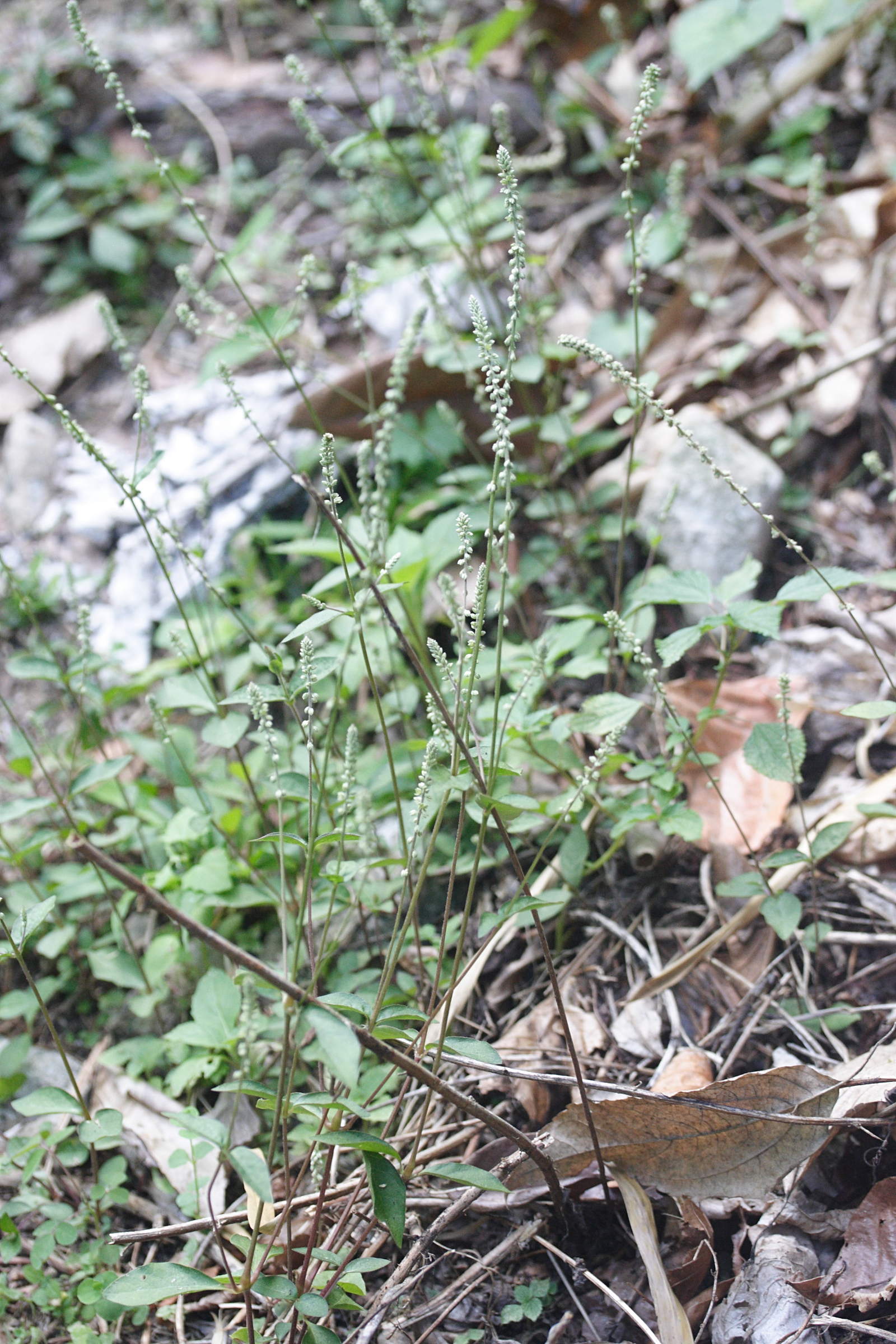 cyathula_prostrata1md