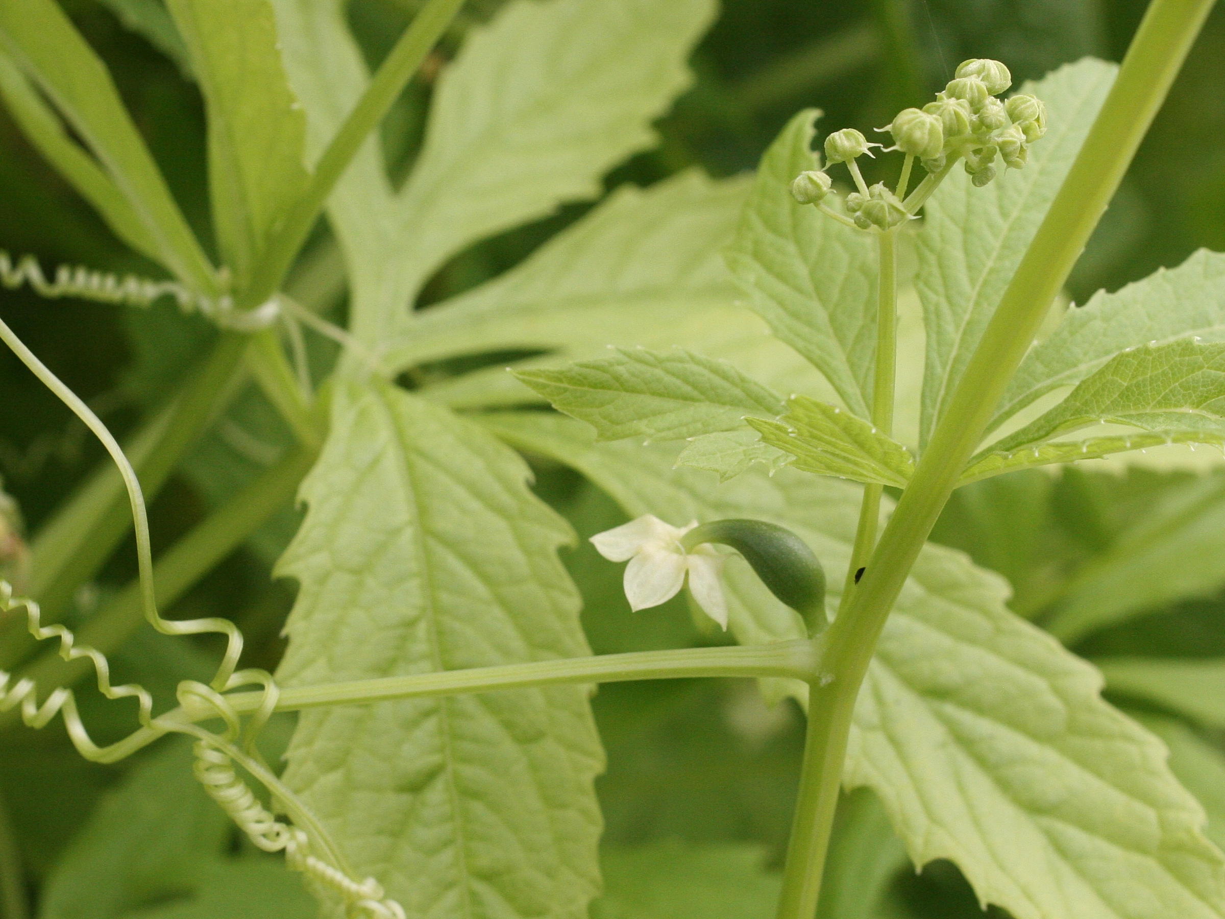 cyclanthera_pedata3md