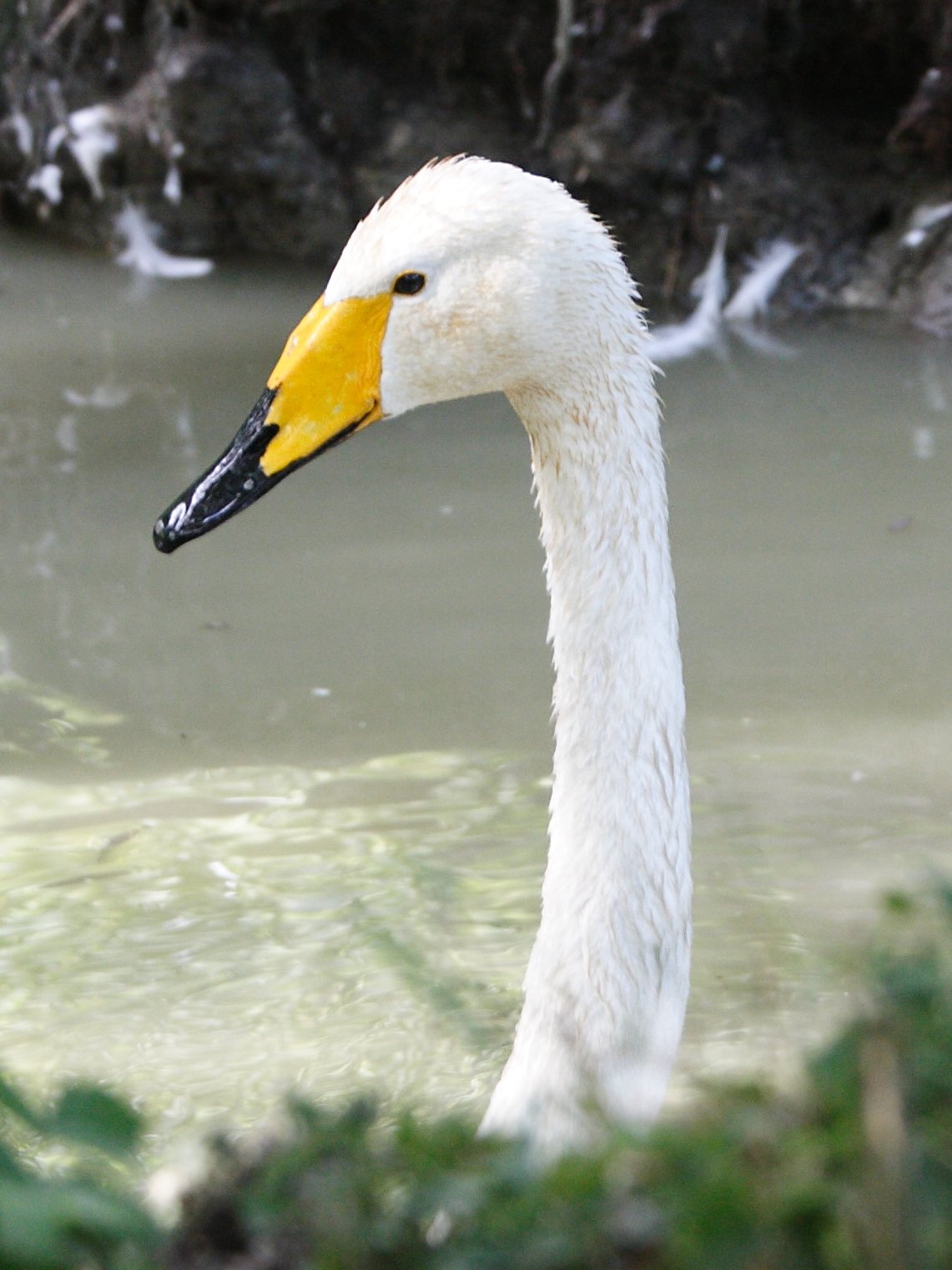 cygne_chanteur_-_cygnus_cygnus2md