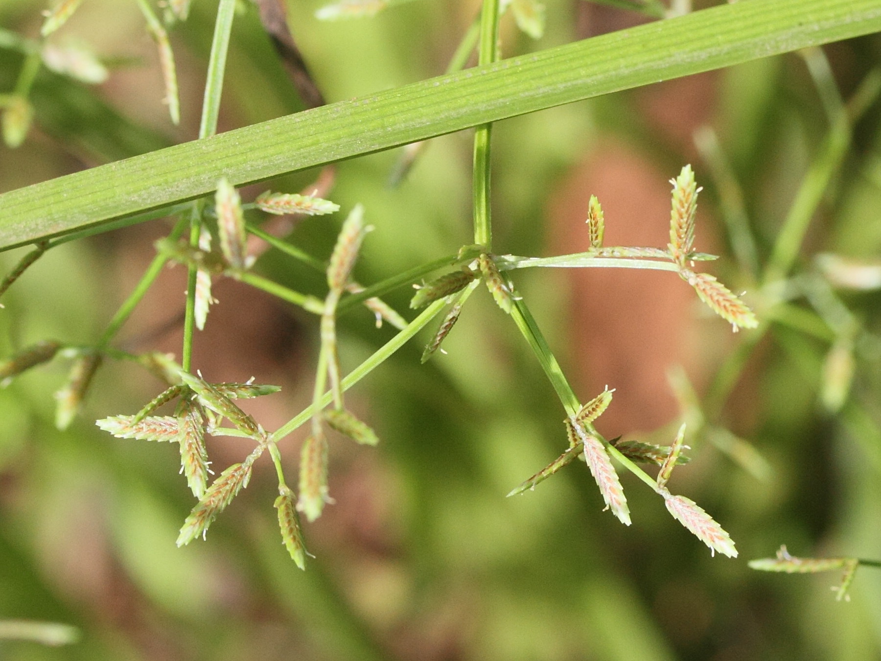 cyperus_involucratus6md