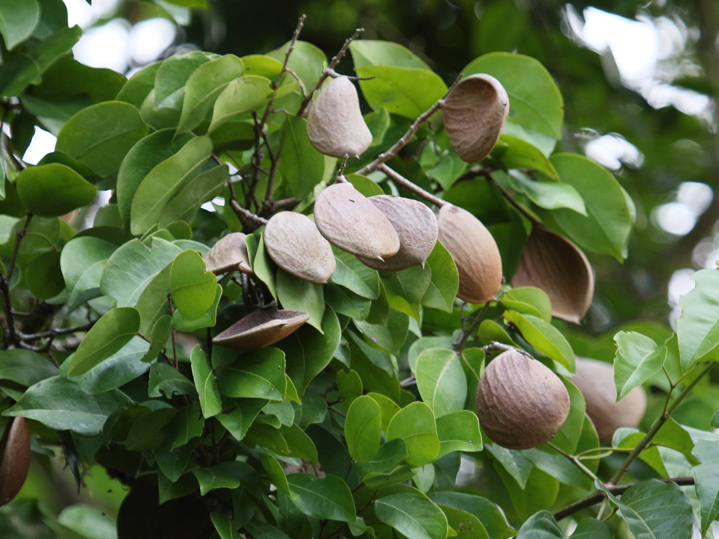 dalbergia_monetaria5bd