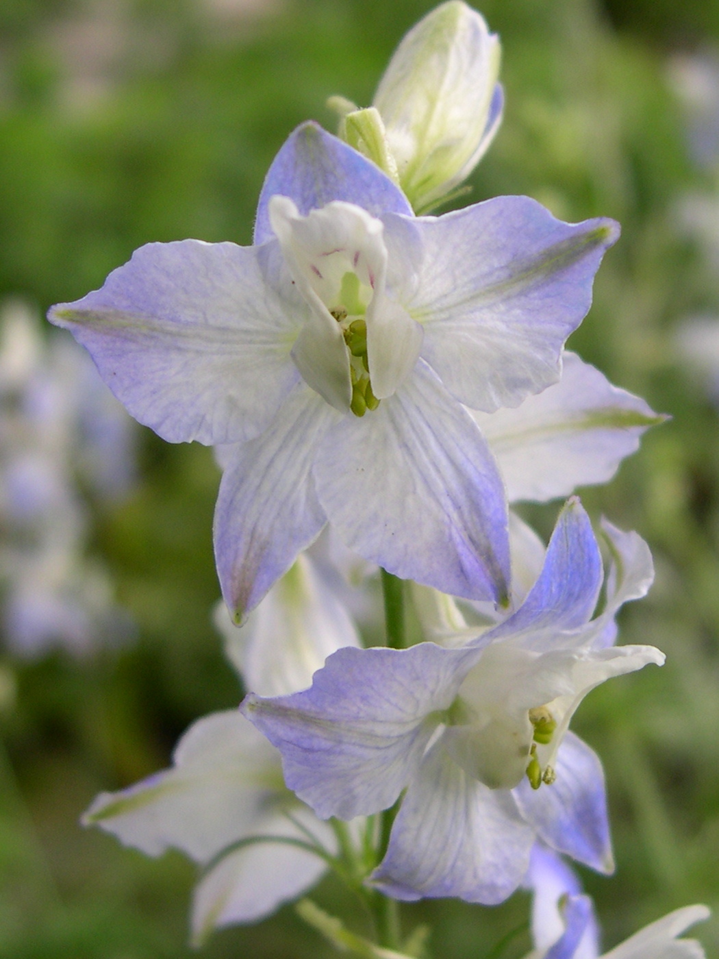 Delphinium_ajacis