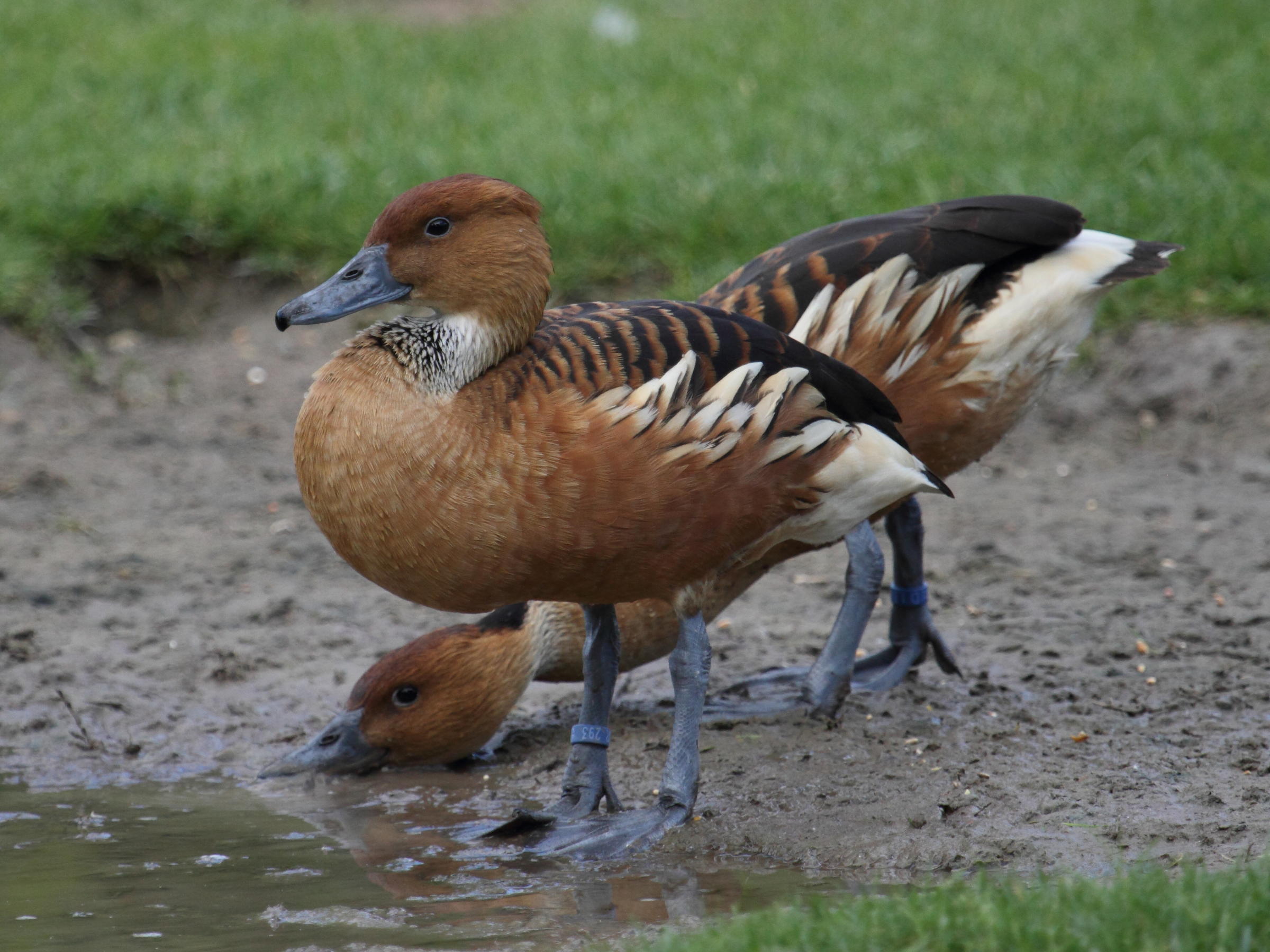 dendrocygne_fauve_-_dendrocygna_bicolor5bd