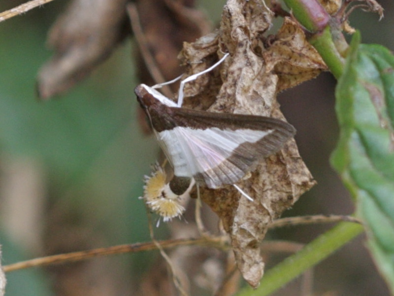 diaphania_indica1bbd