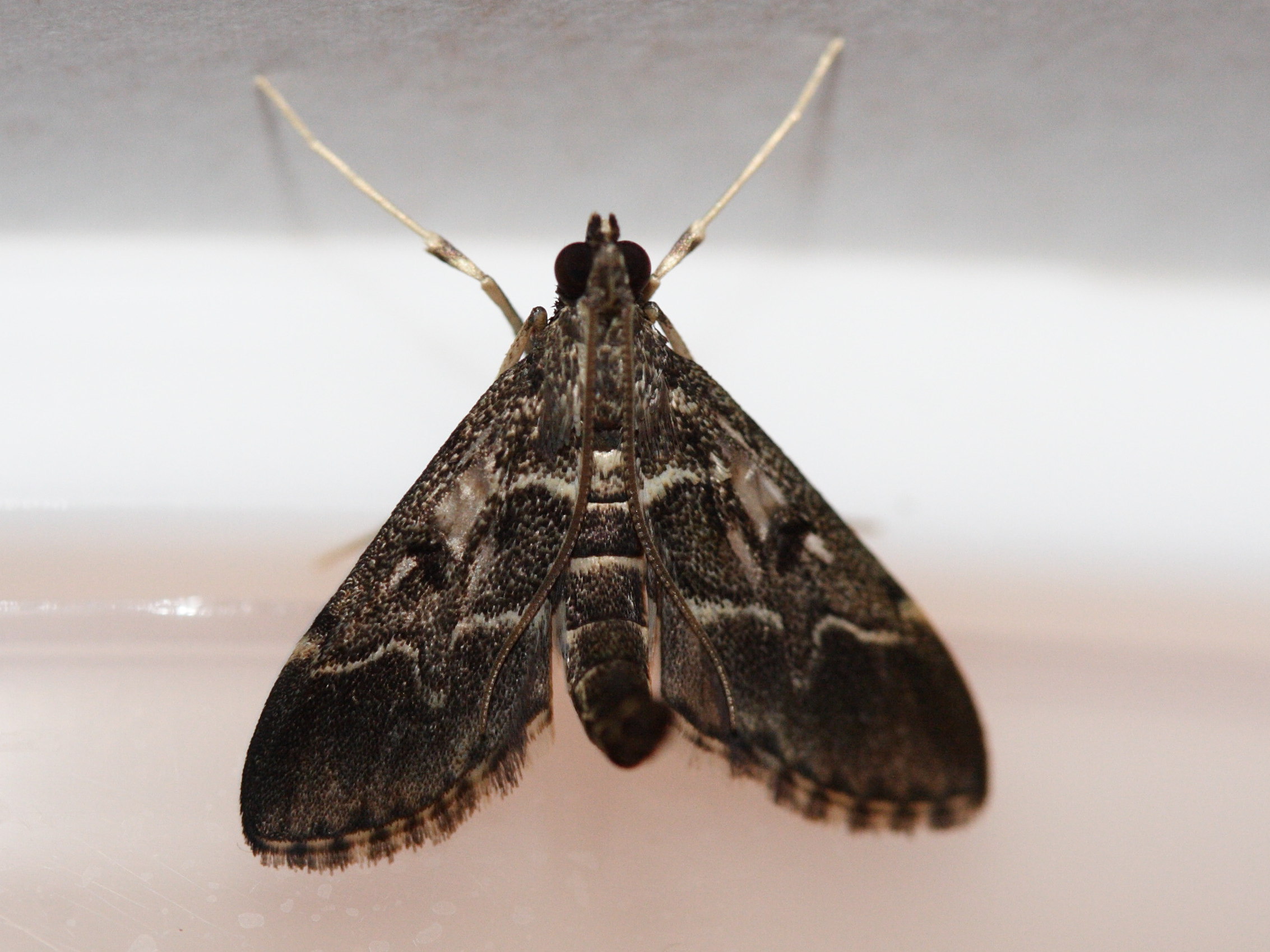 duponchelia_fovealis1md