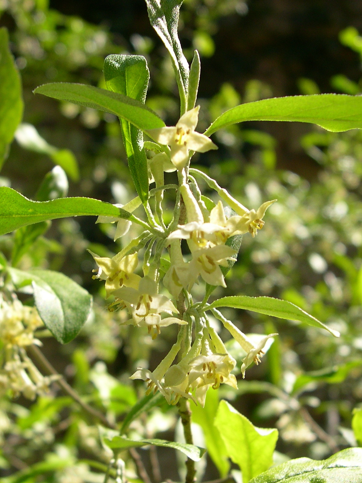 elaeagnus_umbellata2md