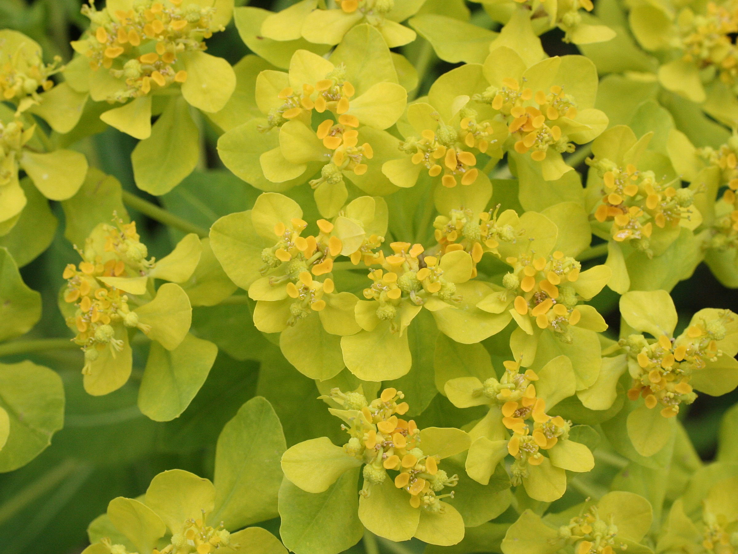 Afficher le média euphorbia_palustris2md euphorbia_palustris2md