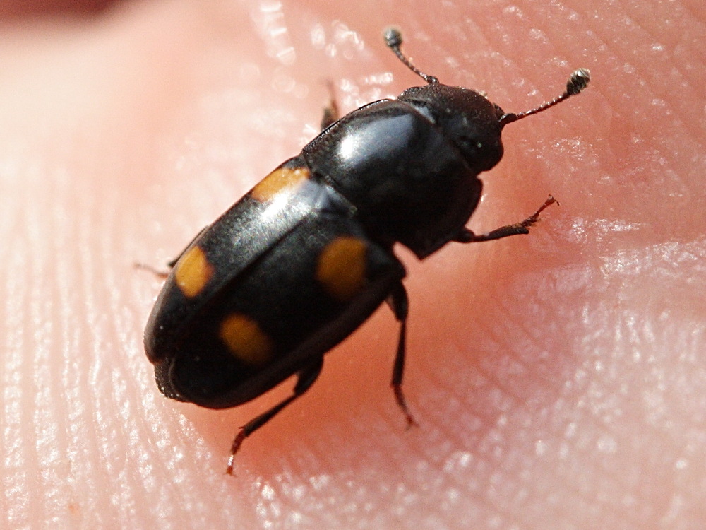 glischrochilus_hortensis1md