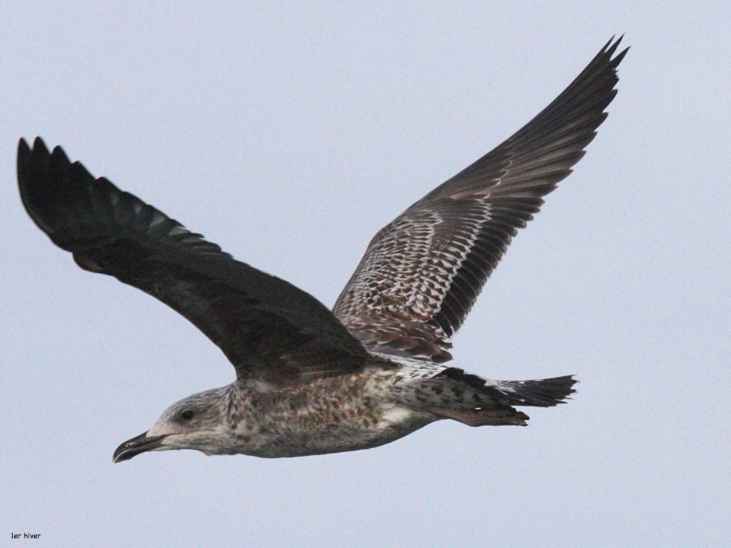 goeland_argente_-_larus_argentatus5bd