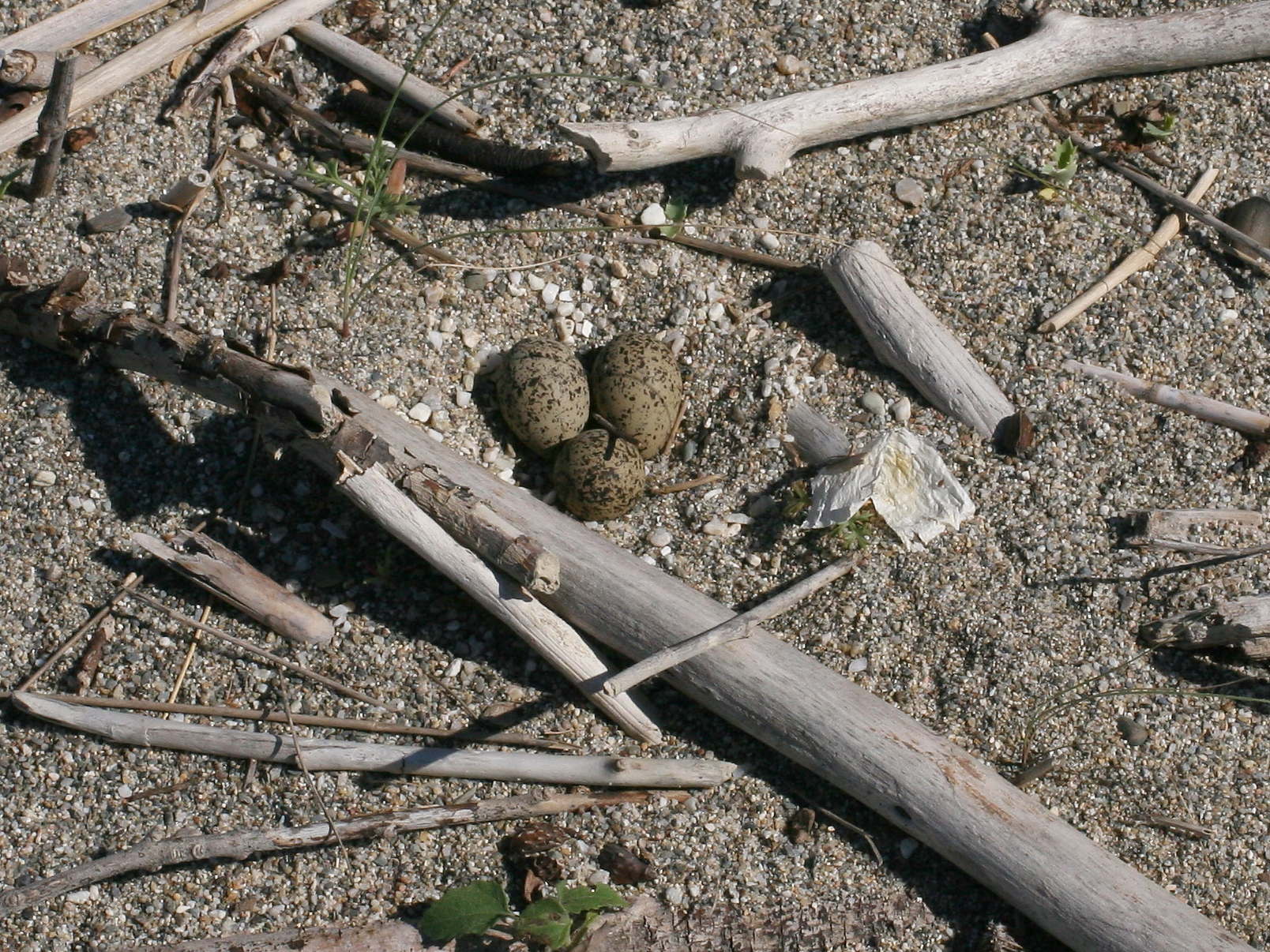 gravelot_a_collier_interrompu_-_charadrius_alexandrinus5md