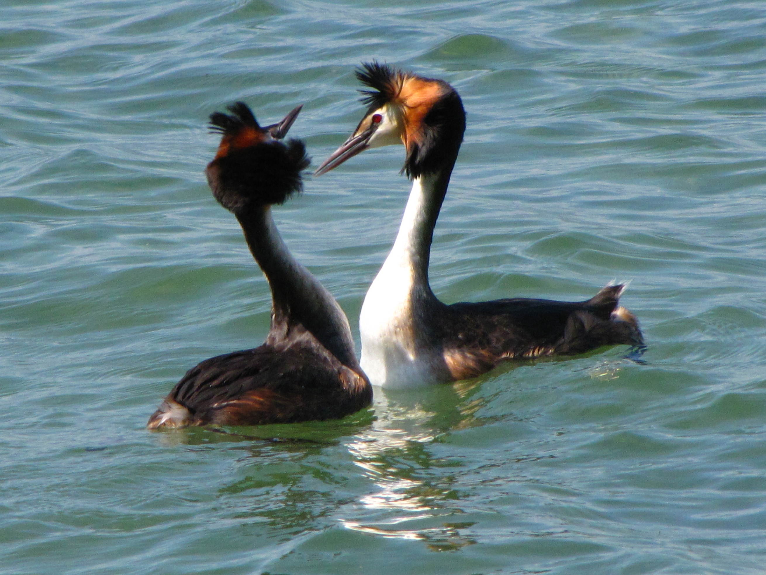 grebe_huppe_-_podiceps_cristatus9fc