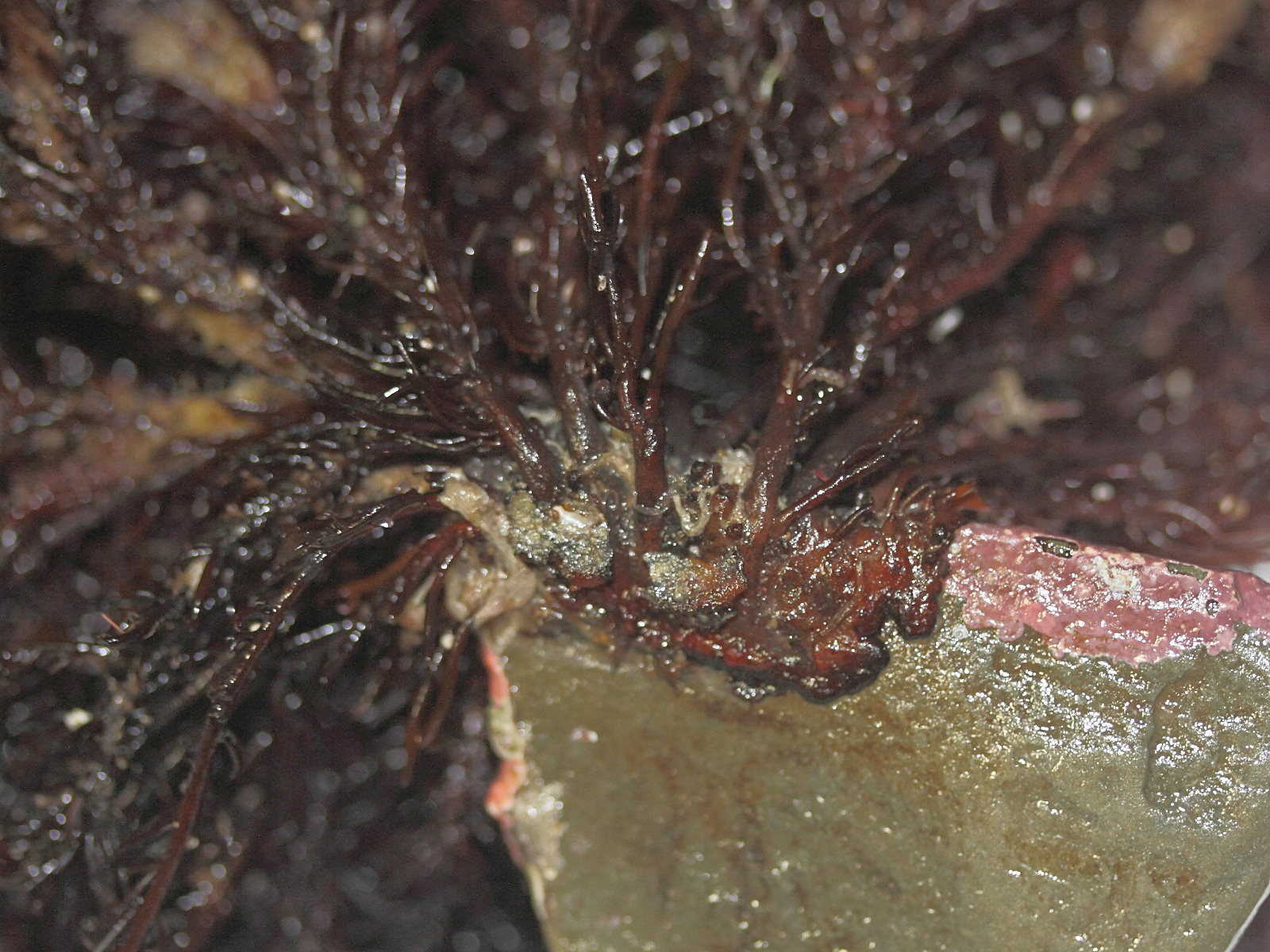 halopithys_incurva4md