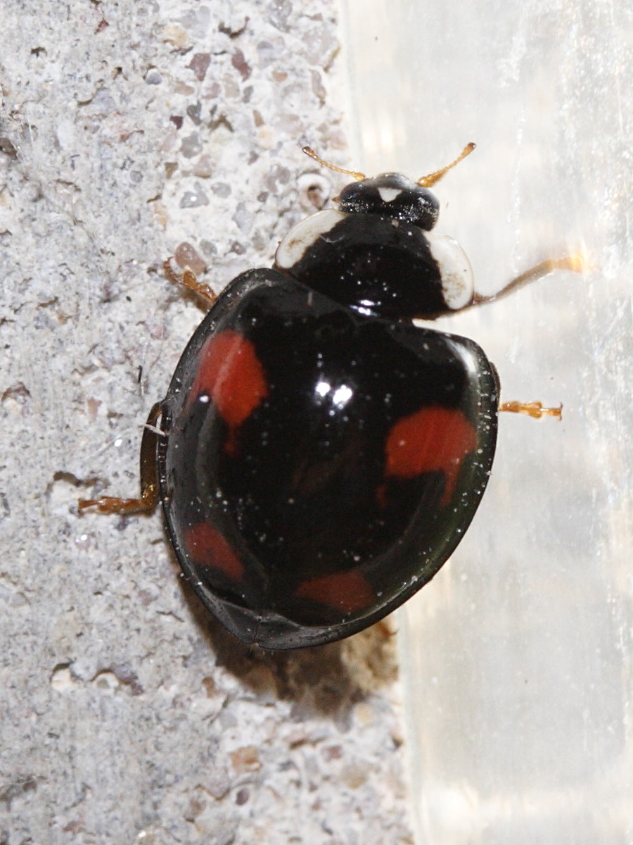 Afficher le média harmonia_axyridis11md harmonia_axyridis11md