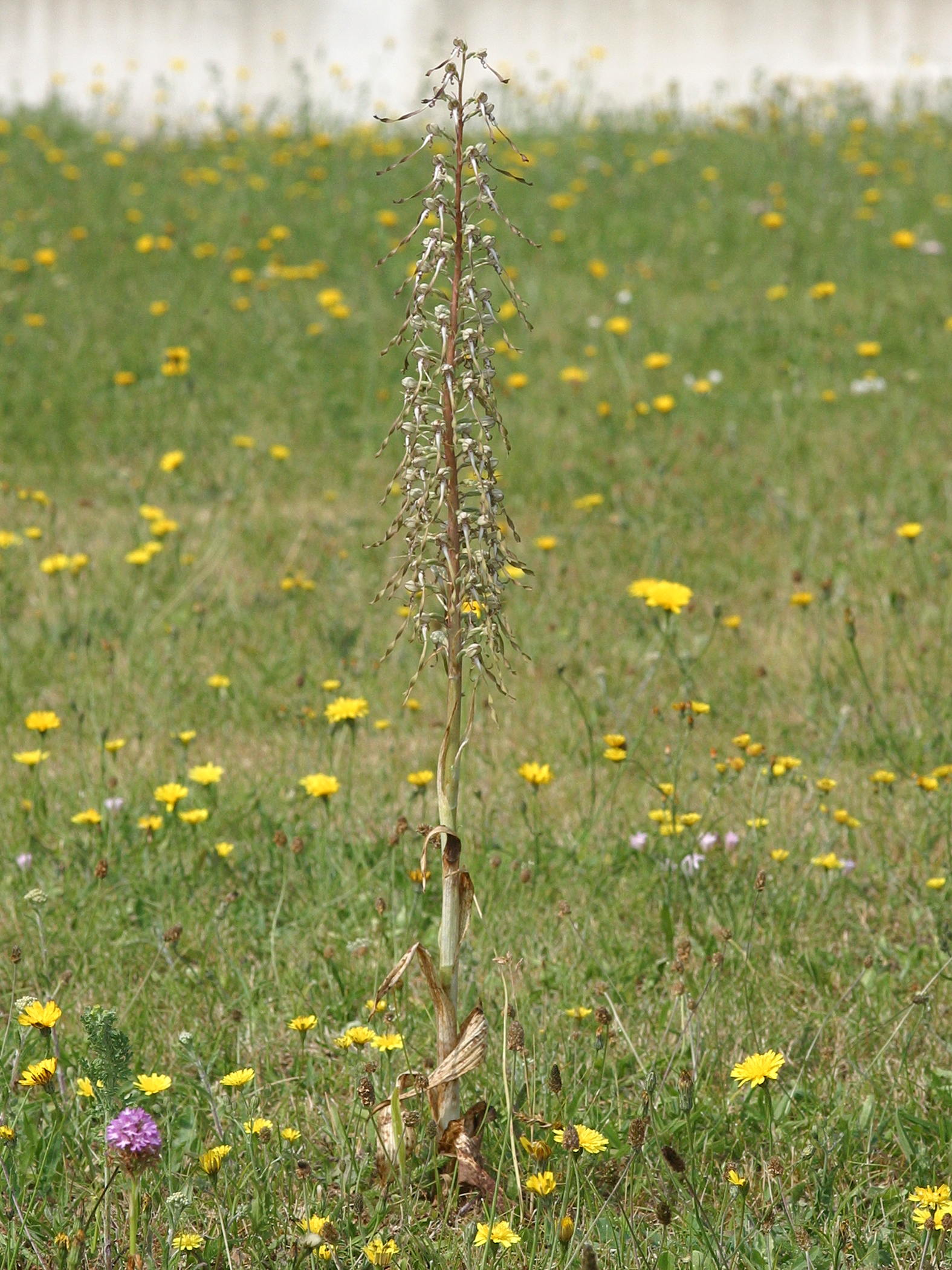 himantoglossum_hircinum4bd