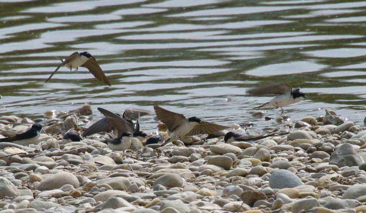 hirondelle_de_fenetre_-_delichon_urbicum3bd