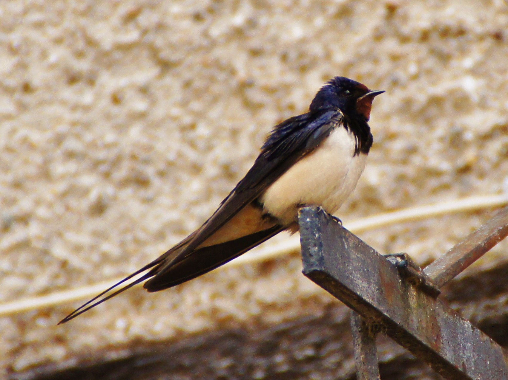 hirondelle_rustique_-_hirundo_rustica1bfc