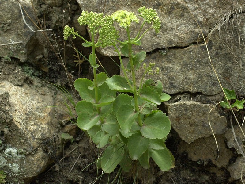 Hylotelephium_maximum