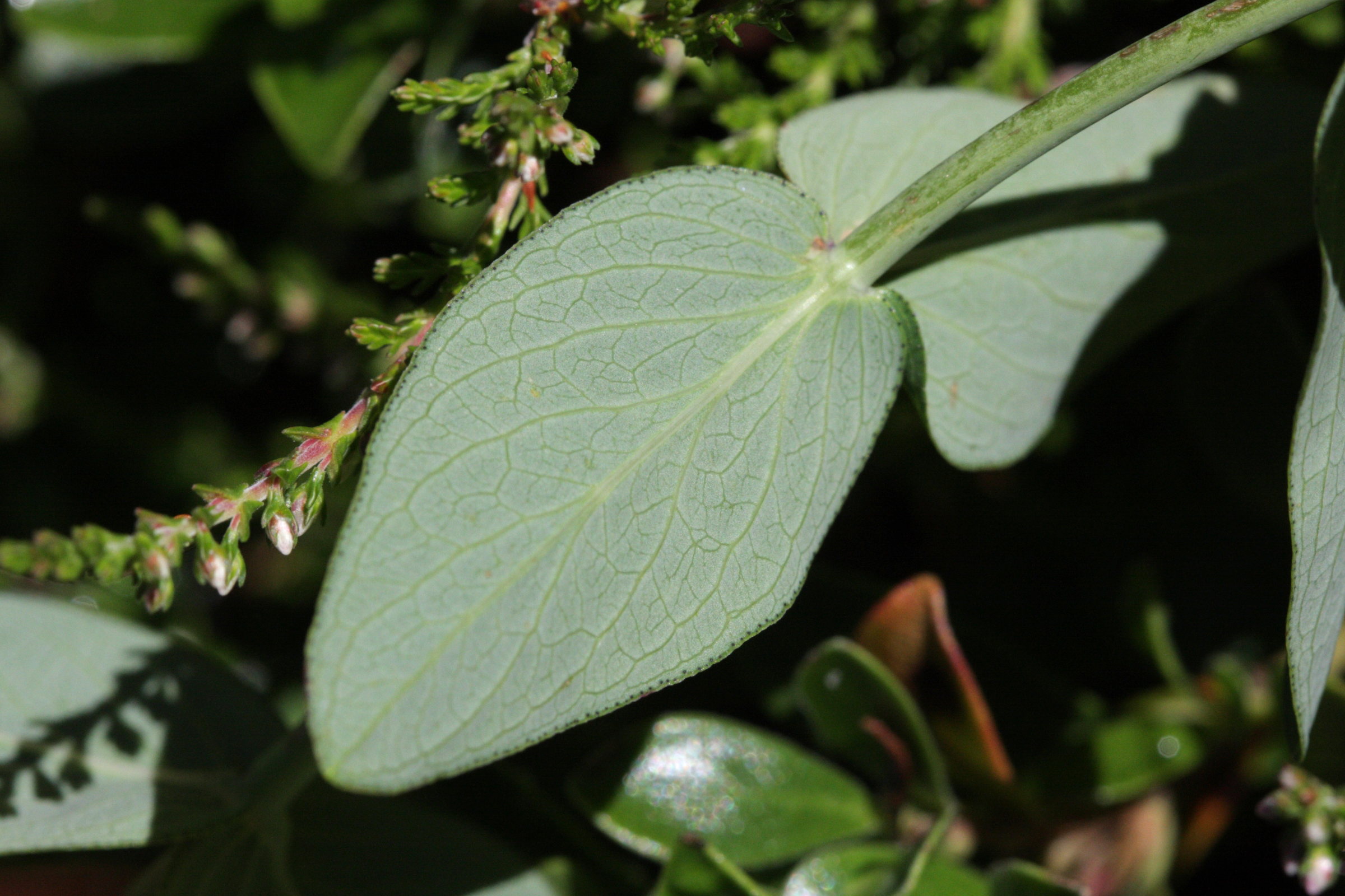 hypericum_richeri_burseri2bd