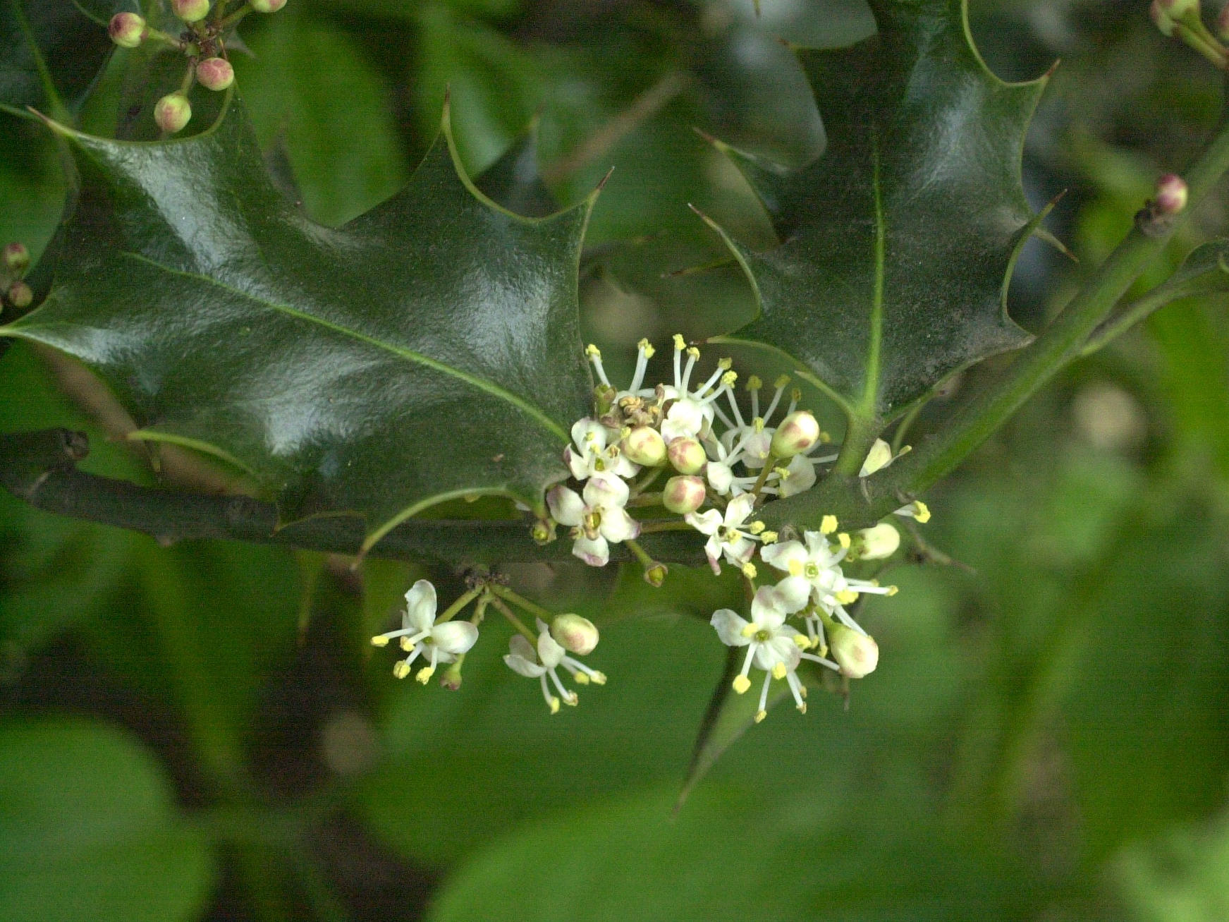 ilex_aquifolium2amd