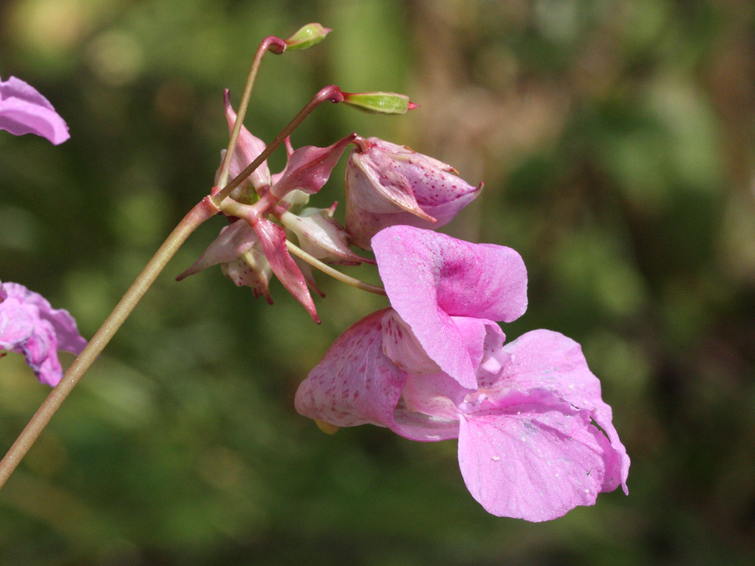 Afficher le média impatiens_glandulifera3md impatiens_glandulifera3md