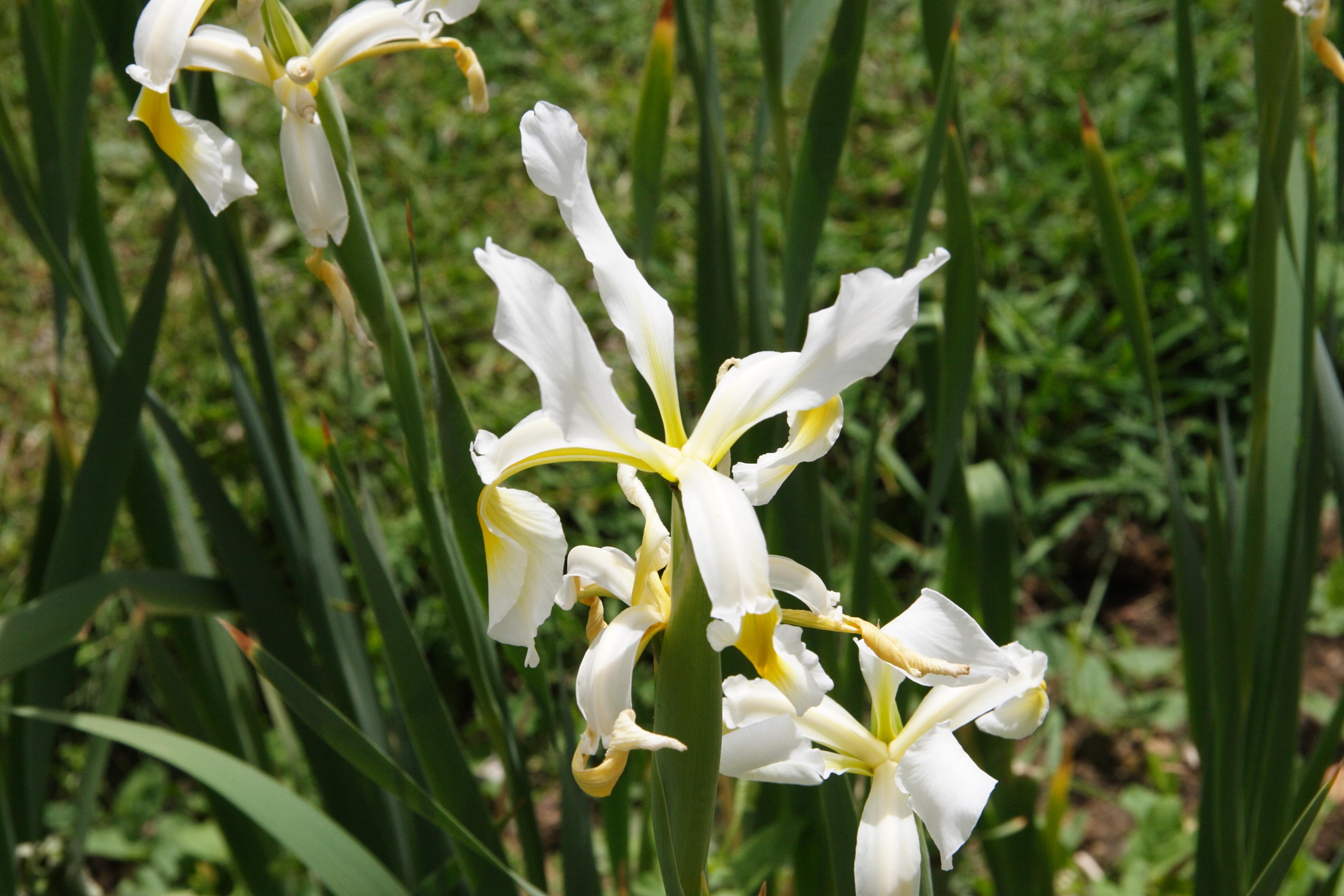 iris_orientalis2md
