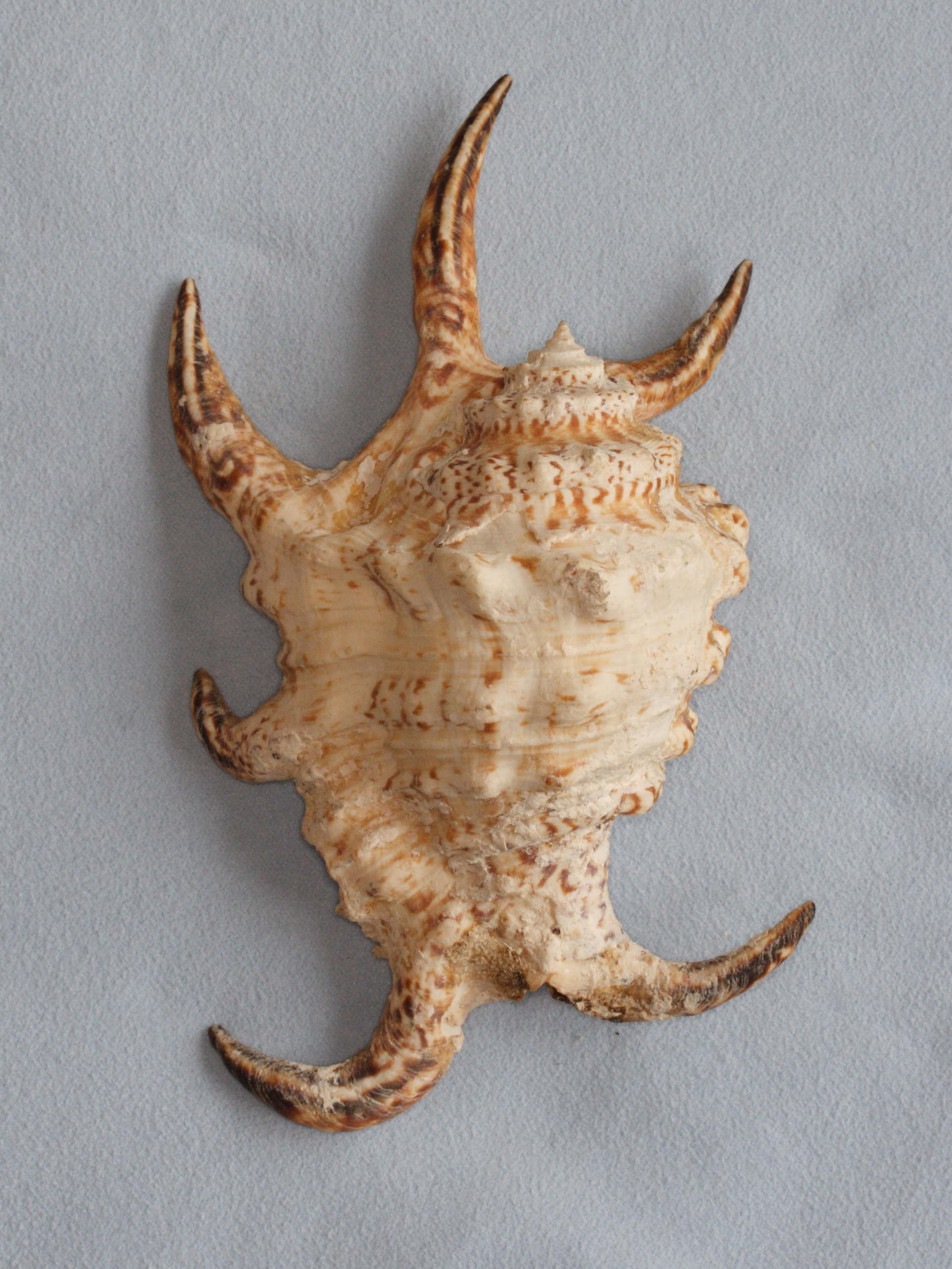 lambis_chiragra_arthritica2md