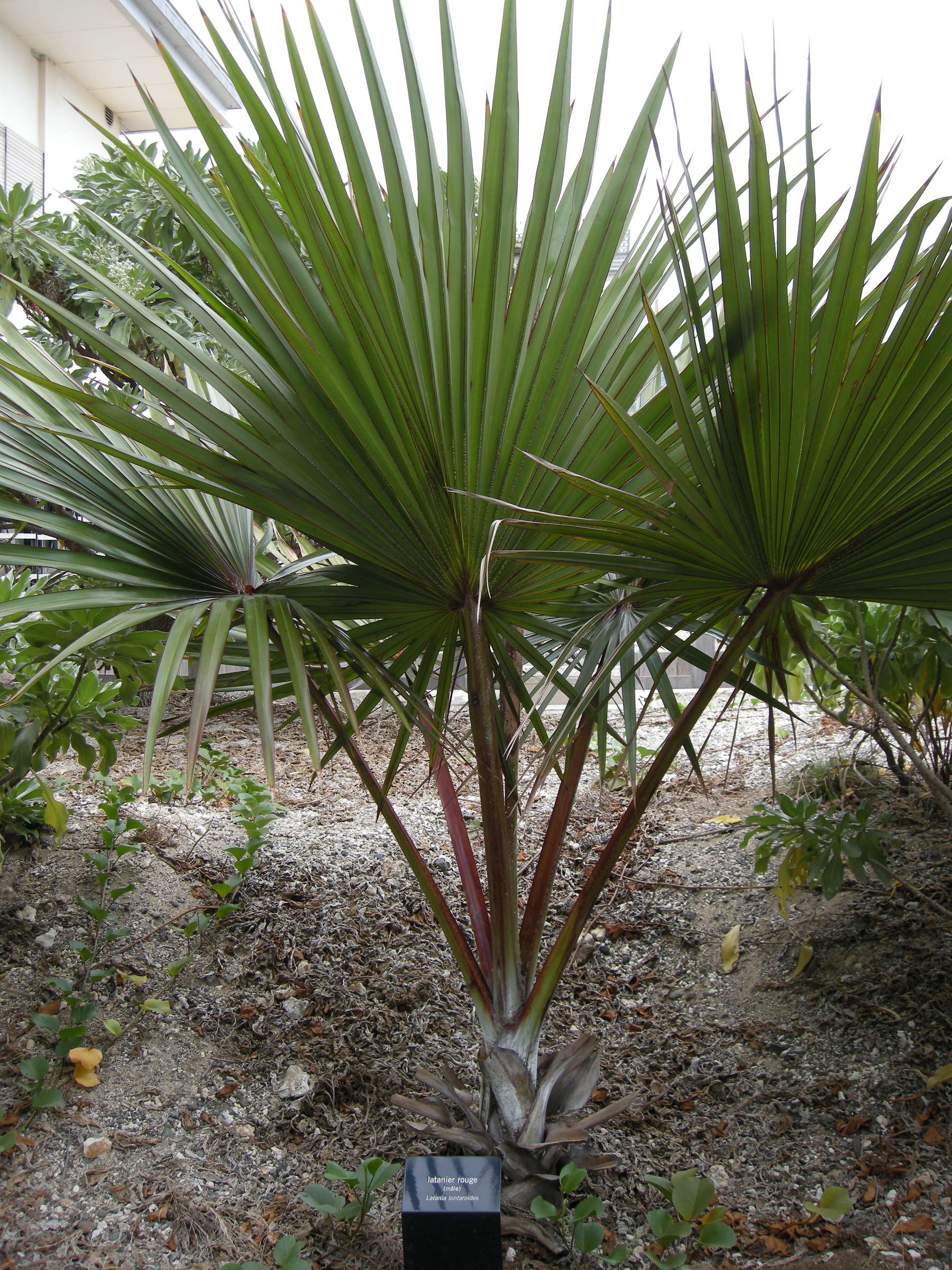 latania_lontaroides3bd