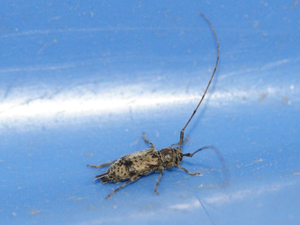 leiopus_nebulosus2md