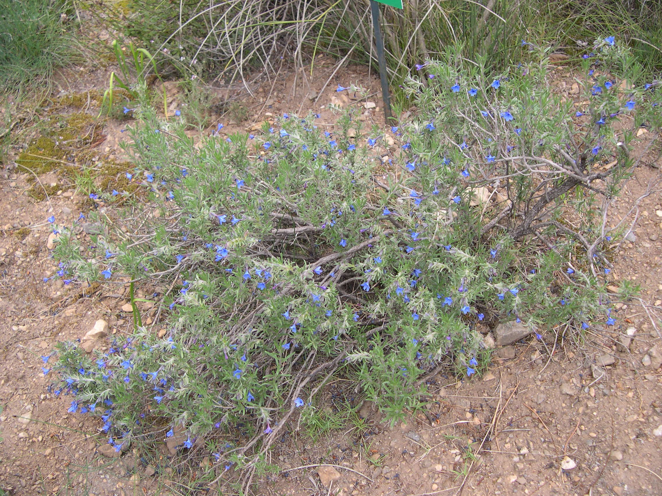 lithodora_fruticosa1md