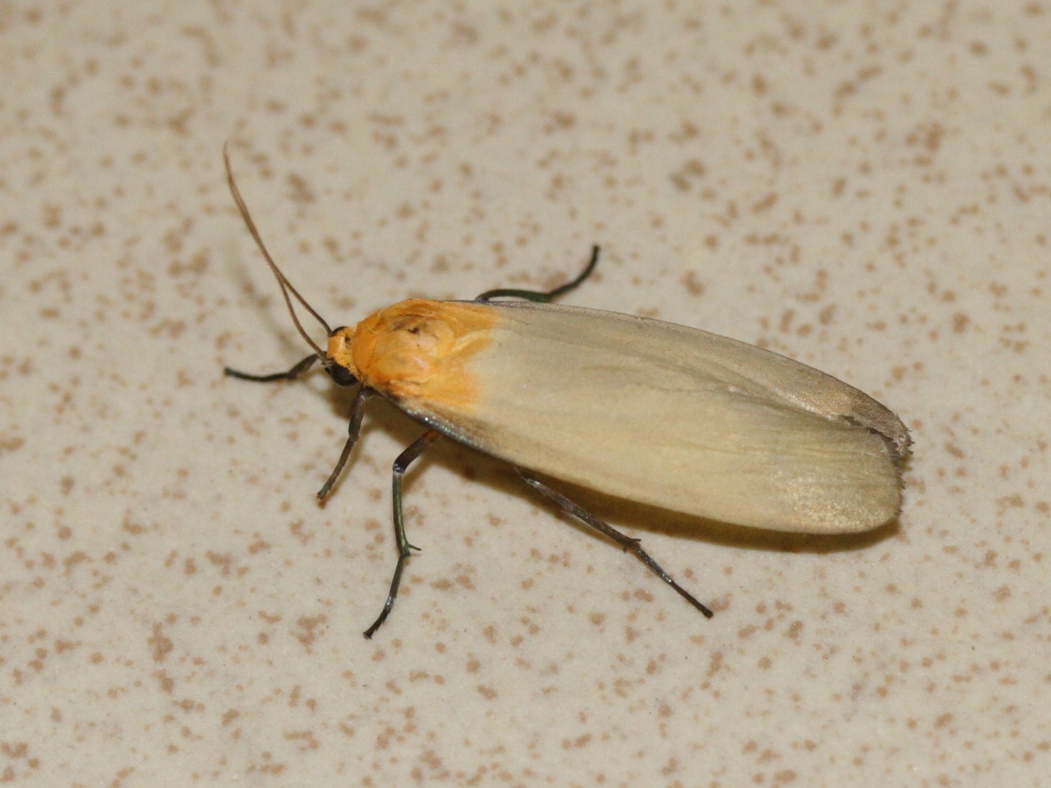 Afficher le média lithosia_quadra6md lithosia_quadra6md