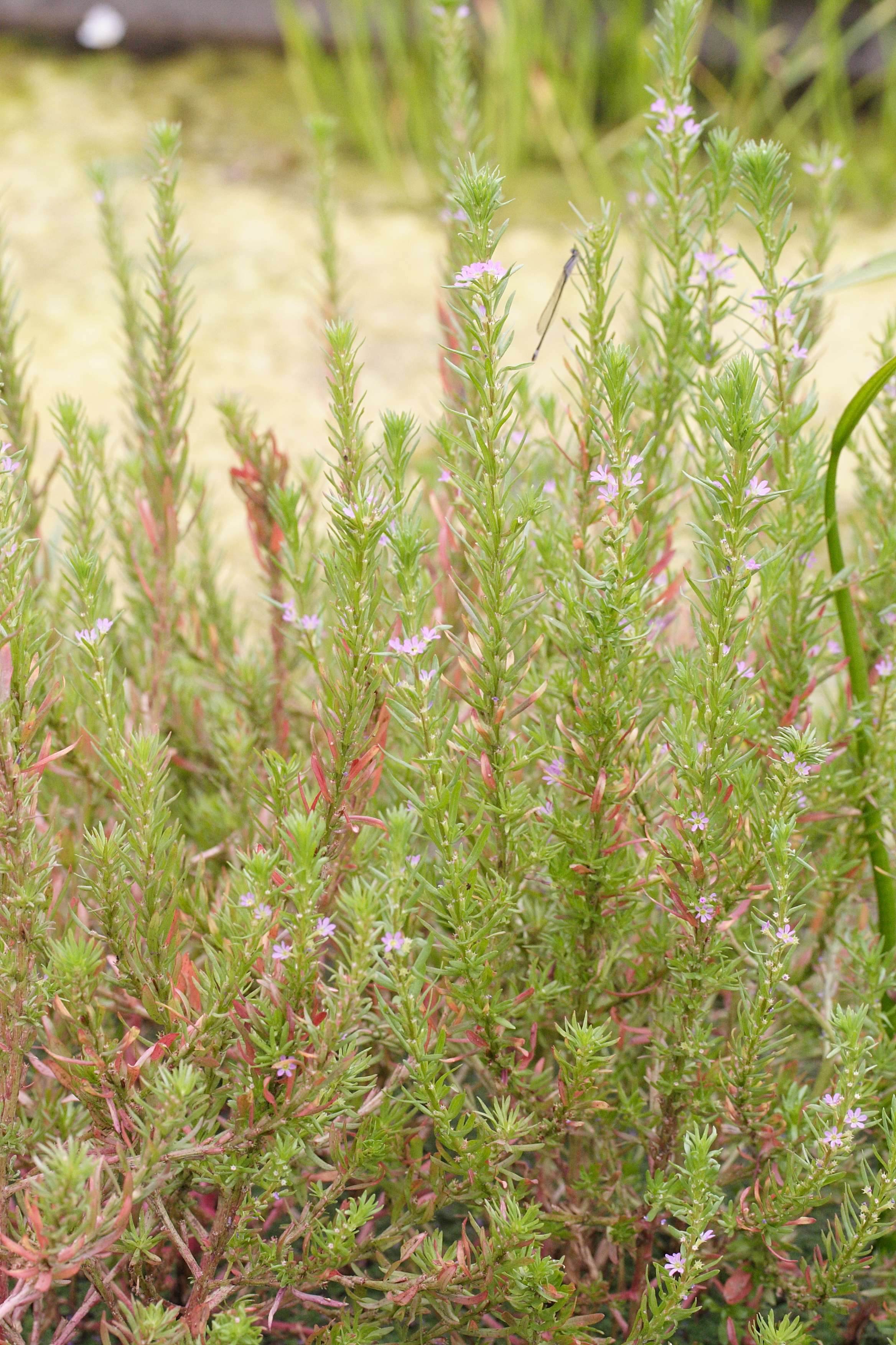 Afficher le média lythrum_hyssopifolia1md lythrum_hyssopifolia1md