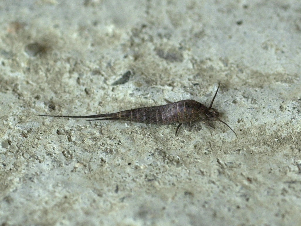 machilis_polypoda1md