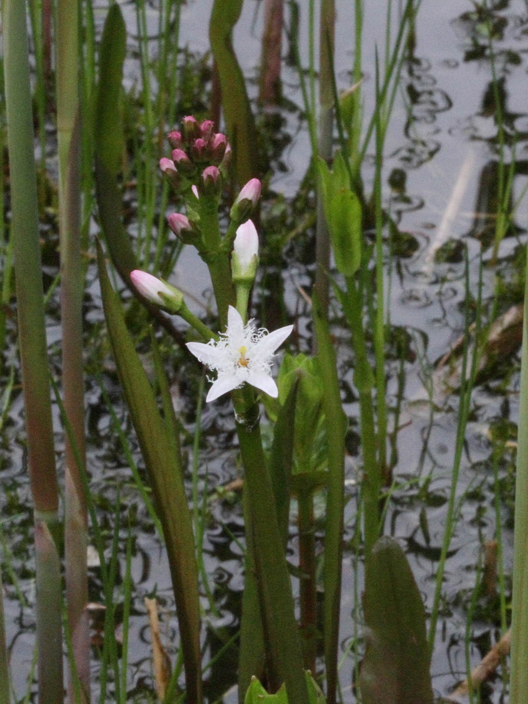 Afficher le média menyanthes_trifoliata4bd menyanthes_trifoliata4bd