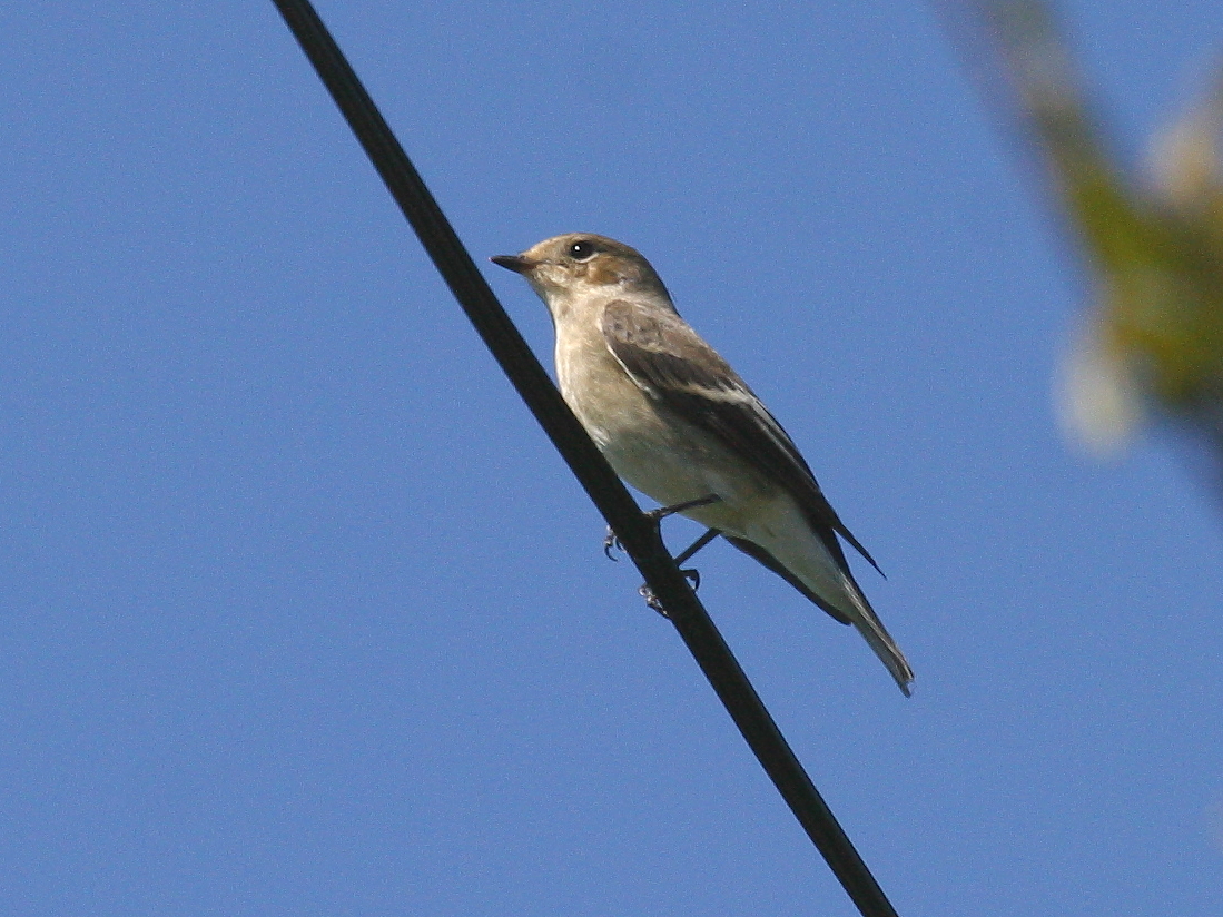 Muscicapa_atricapilla