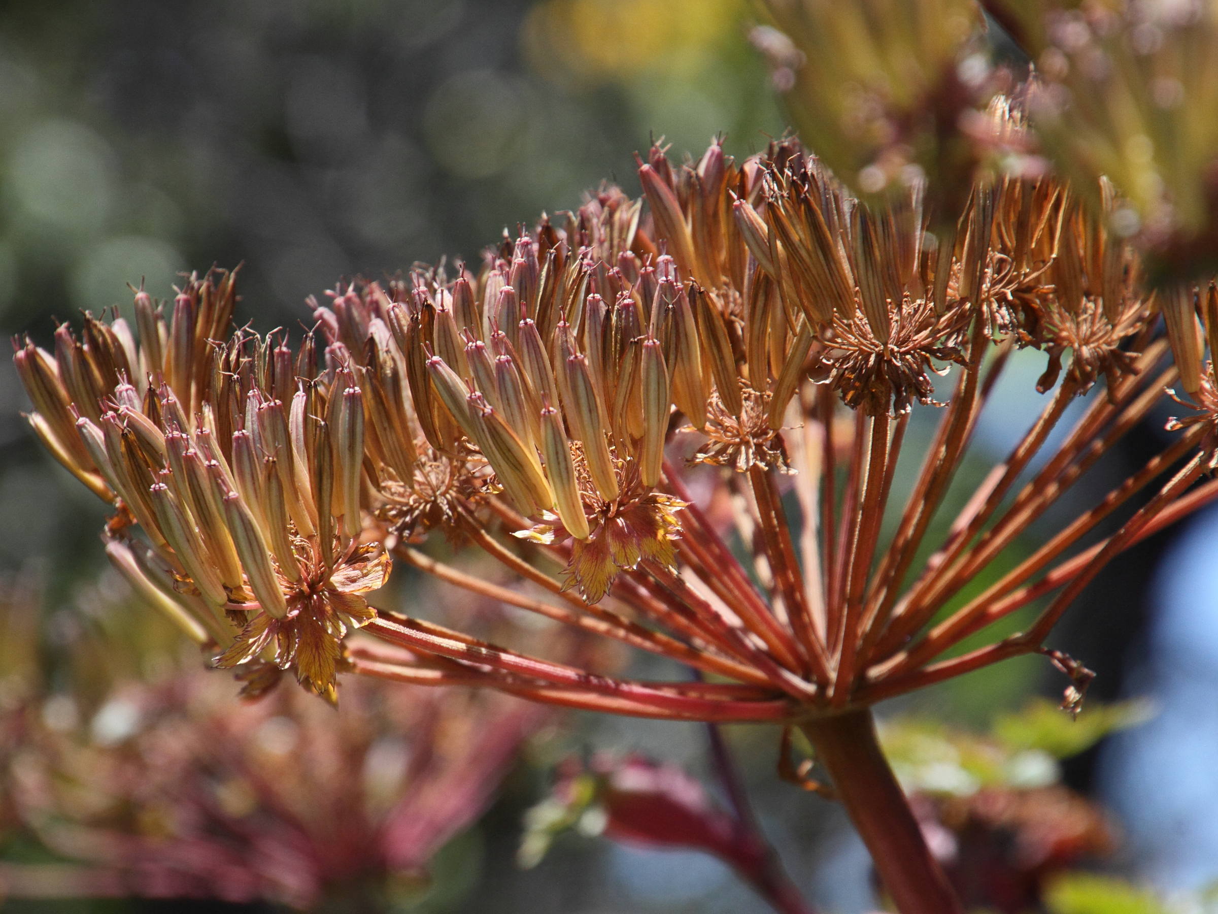 myrrhidendron_donnell-smithii2md