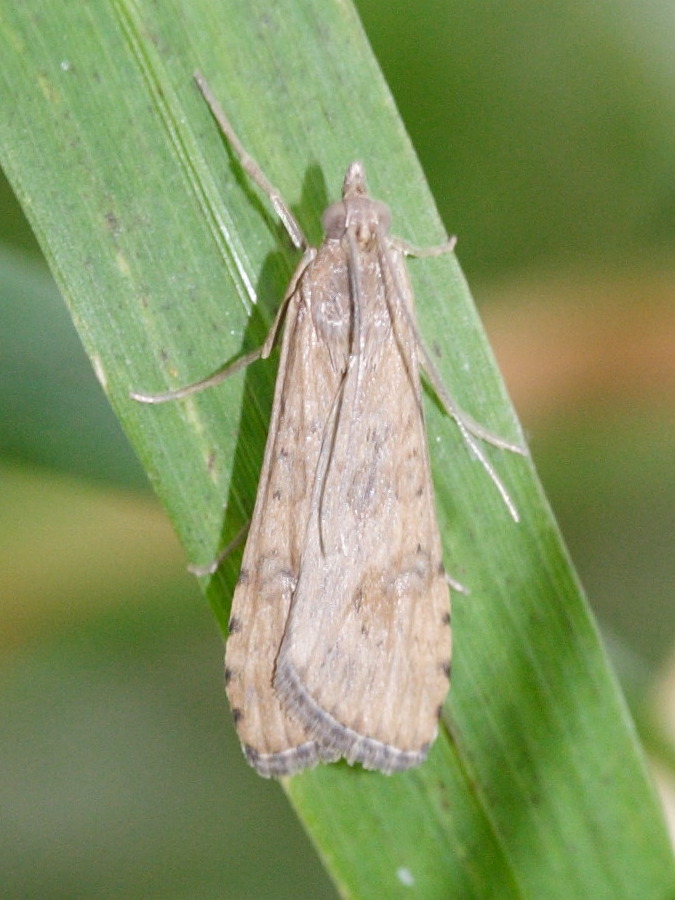 nomophila_noctuella1md
