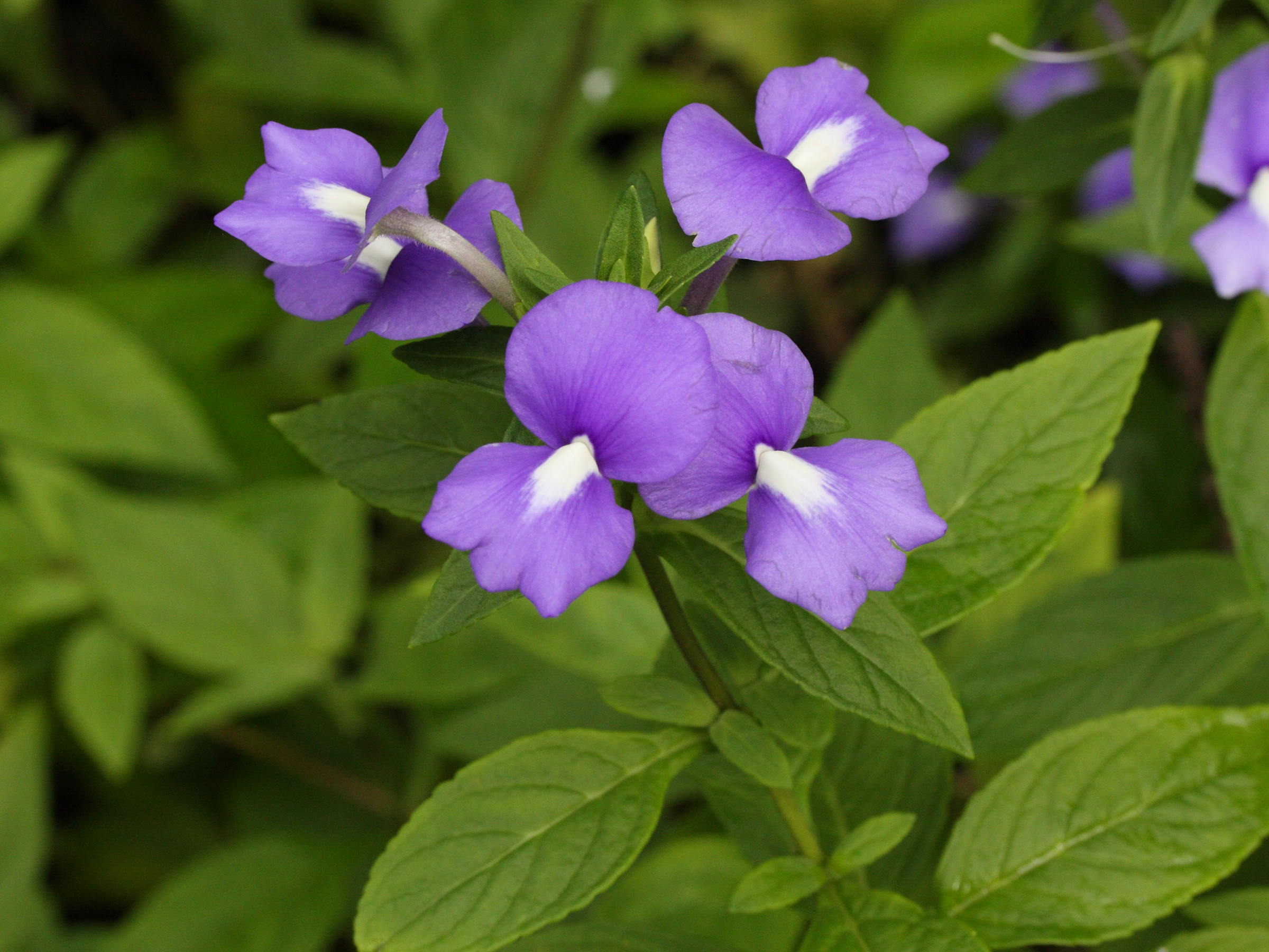 otacanthus_caeruleus2md