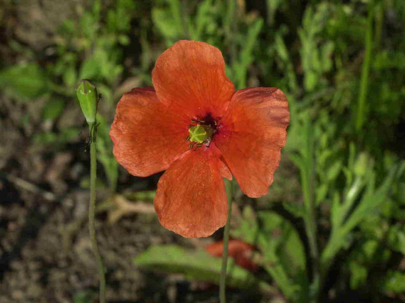 papaver_dubium2md