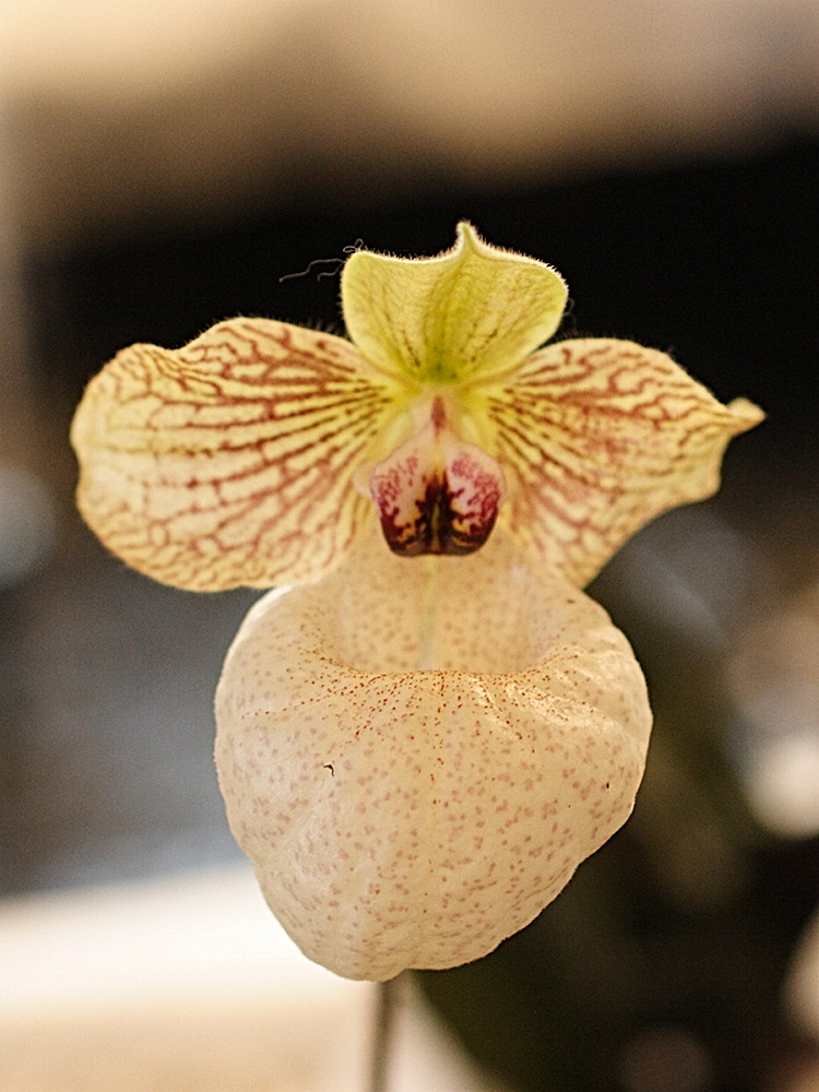 Afficher le média paphiopedilum_x_fanaticum2md paphiopedilum_x_fanaticum2md