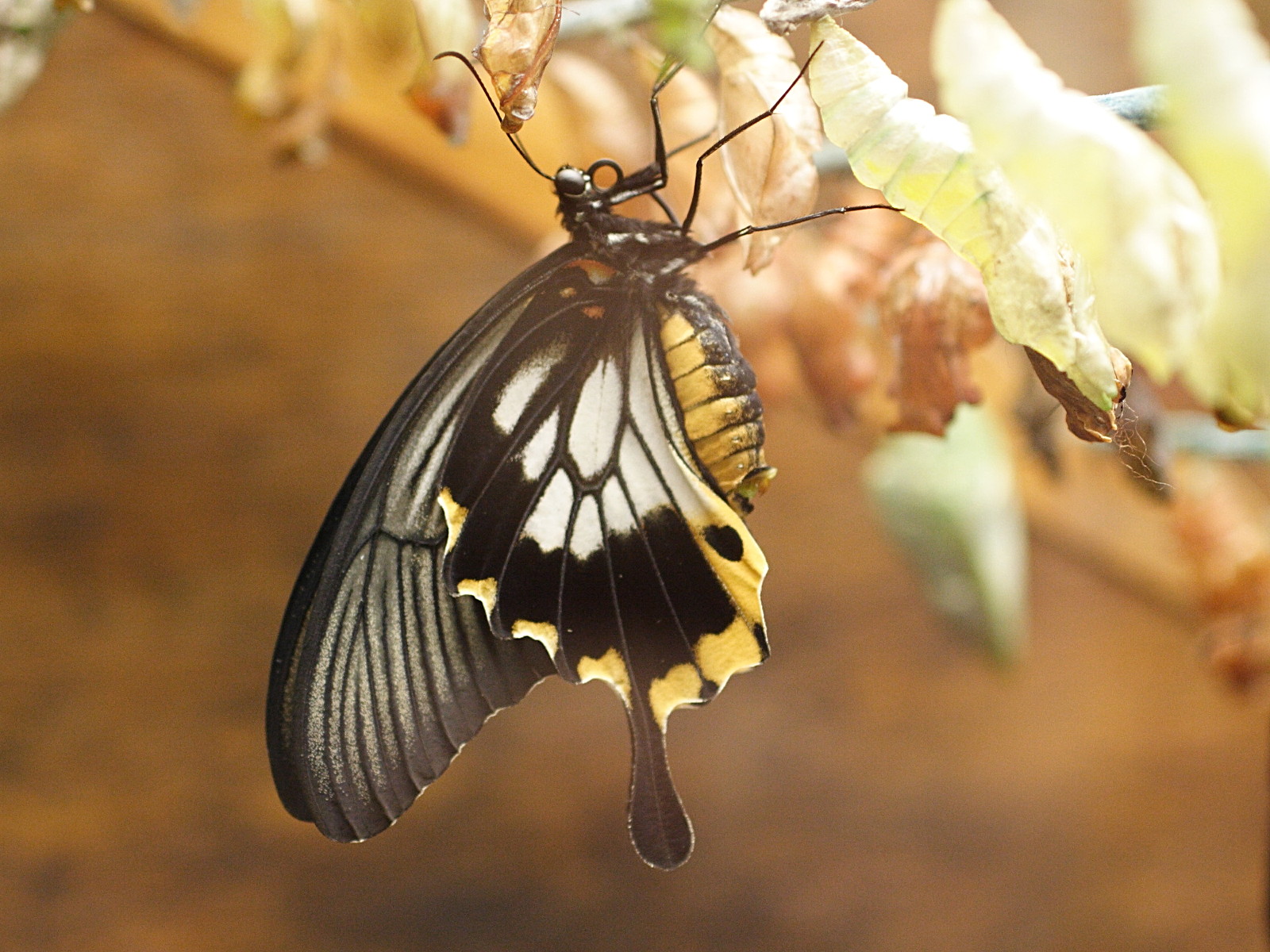 papilio_memnon2md