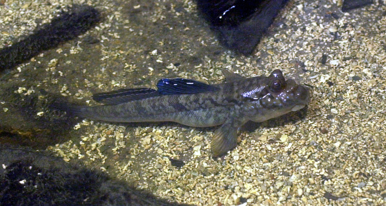 periophthalmus_sp1md