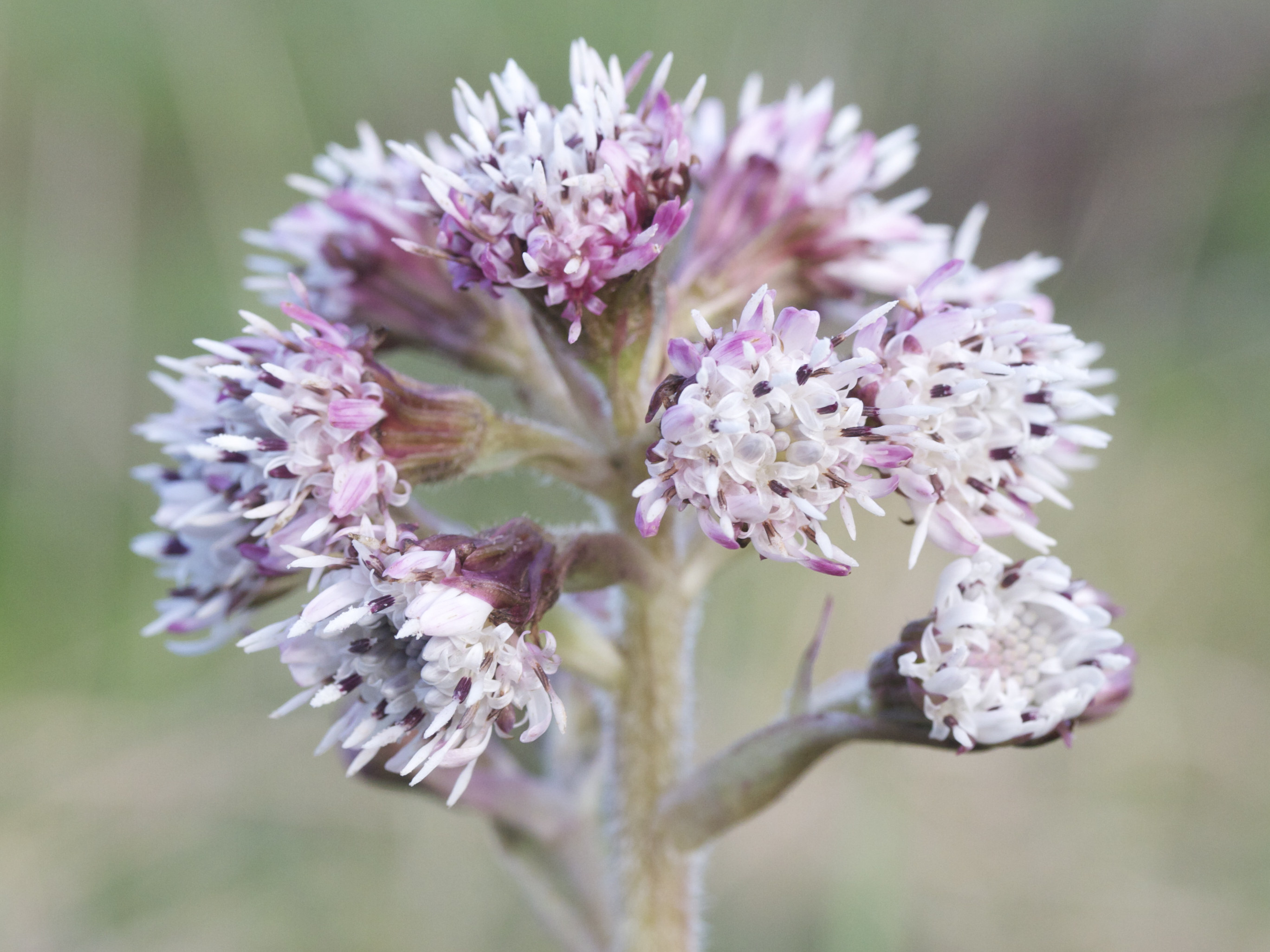 Afficher le média petasites_pyrenaicus3md petasites_pyrenaicus3md