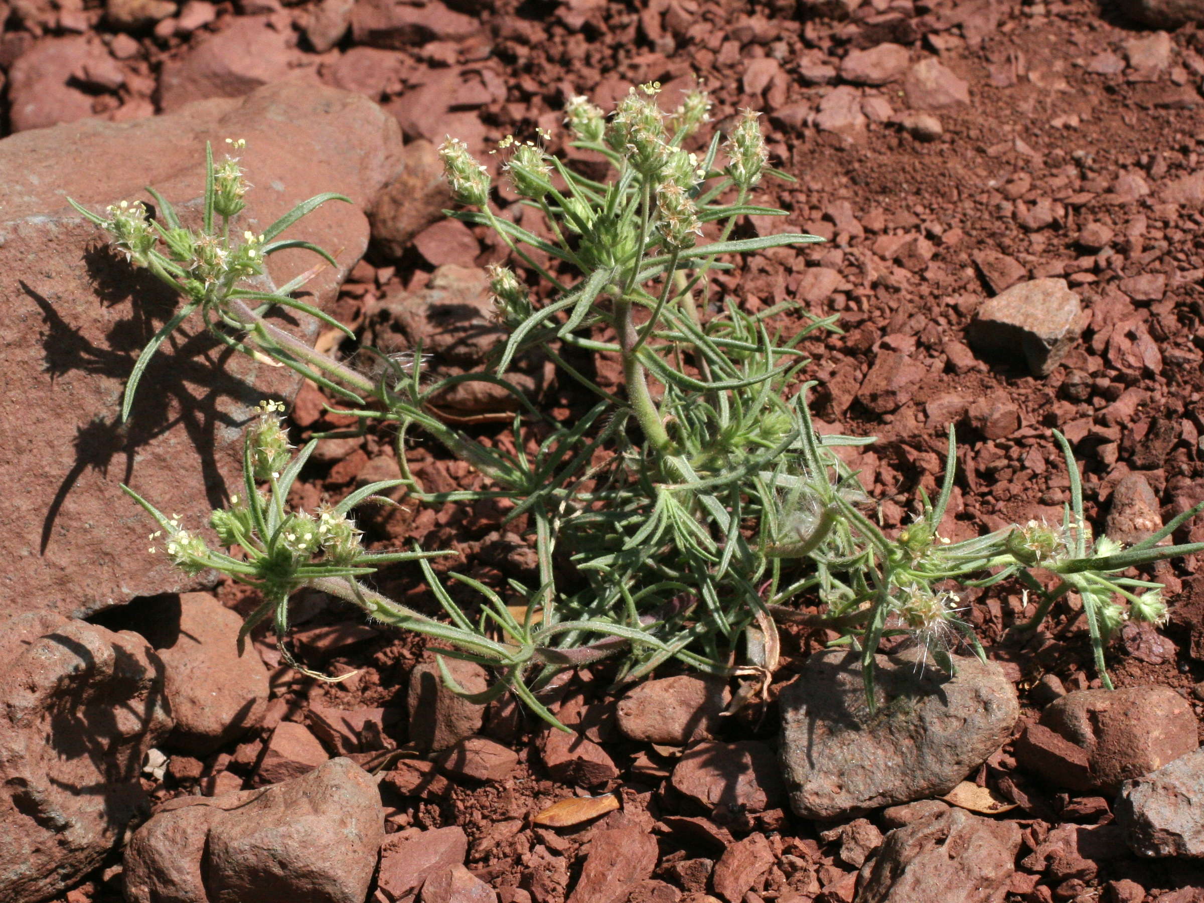 plantago_sempervirens1md