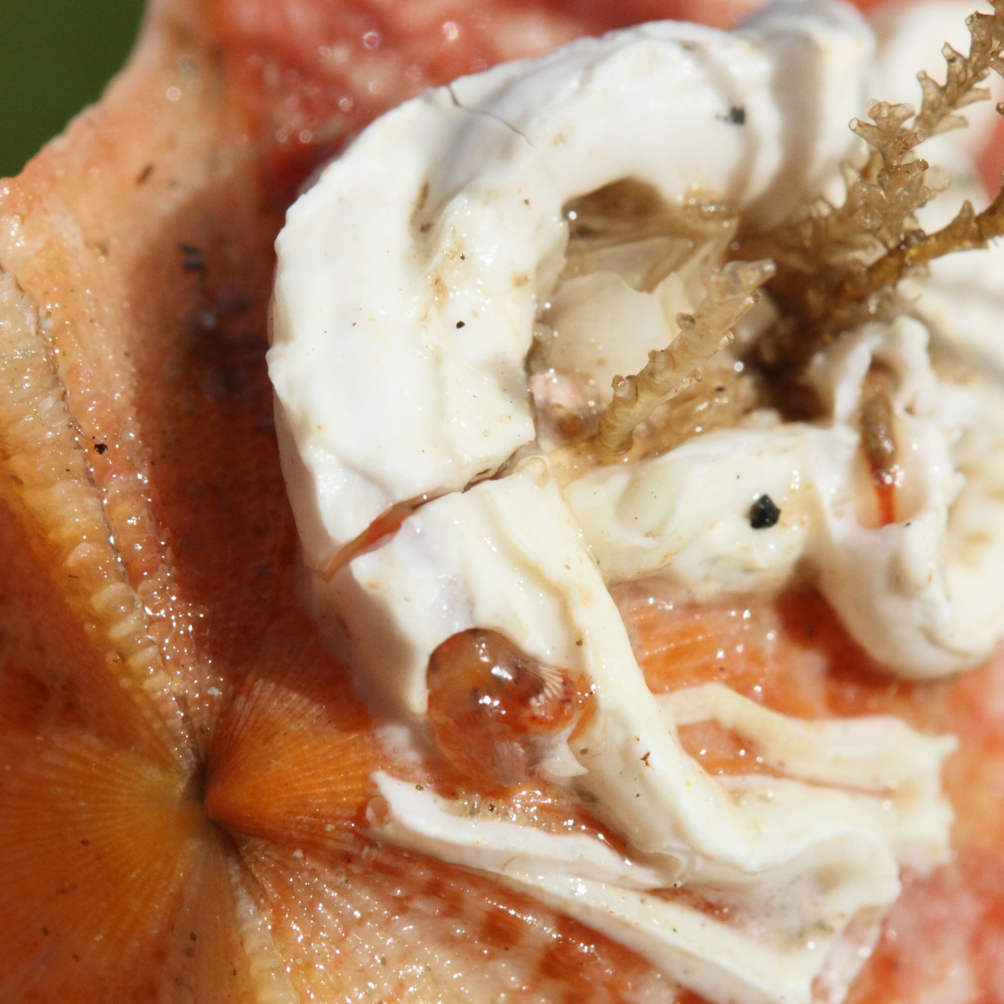 Afficher le média pomatoceros_triqueter3md pomatoceros_triqueter3md