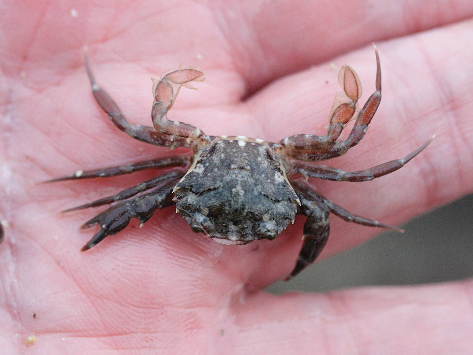 portumnus_latipes1md