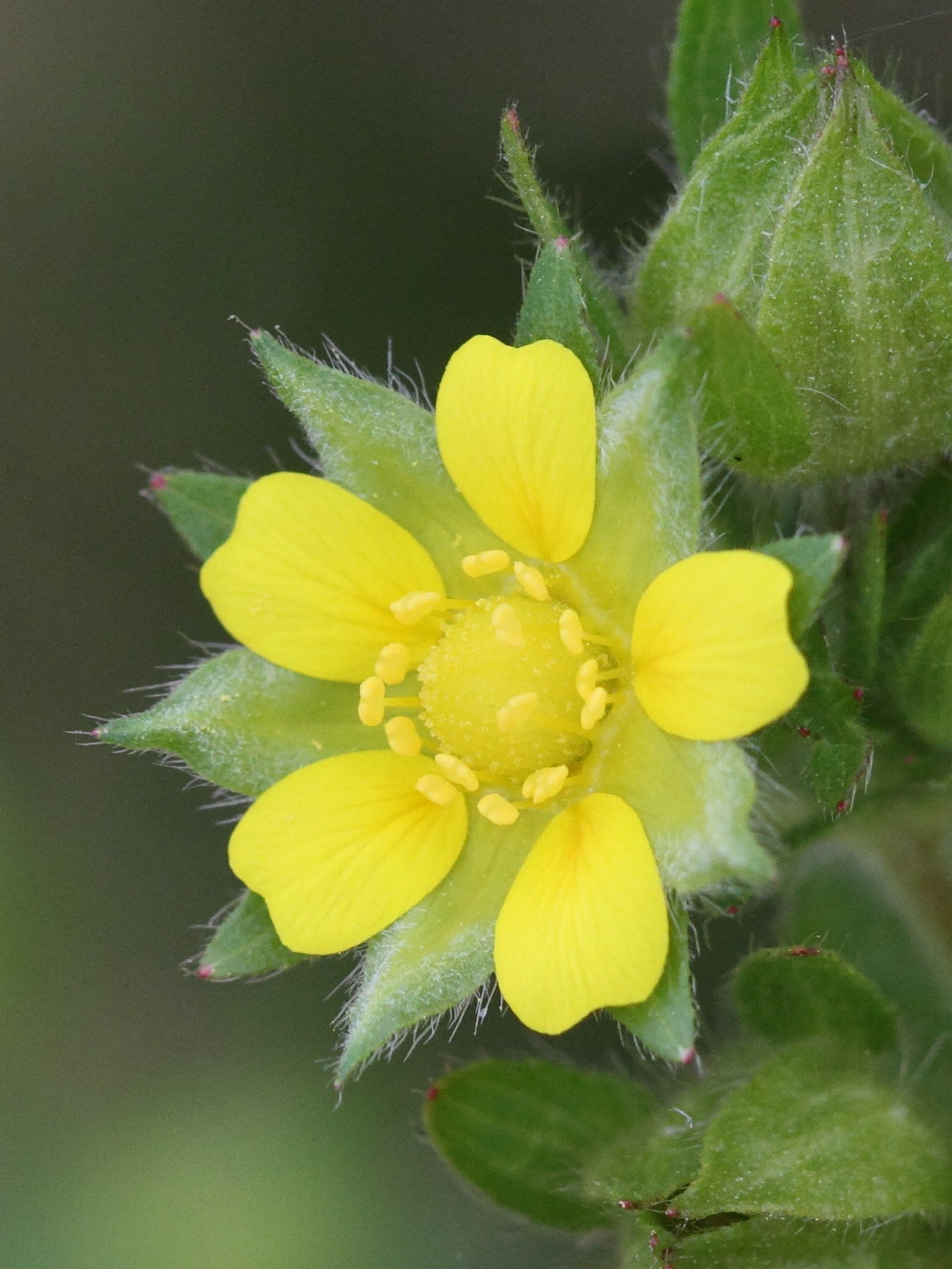 potentilla_norvegica1bd