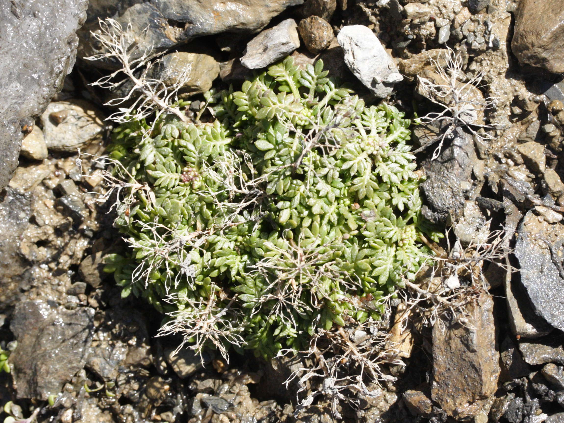 pritzelago_alpina5md