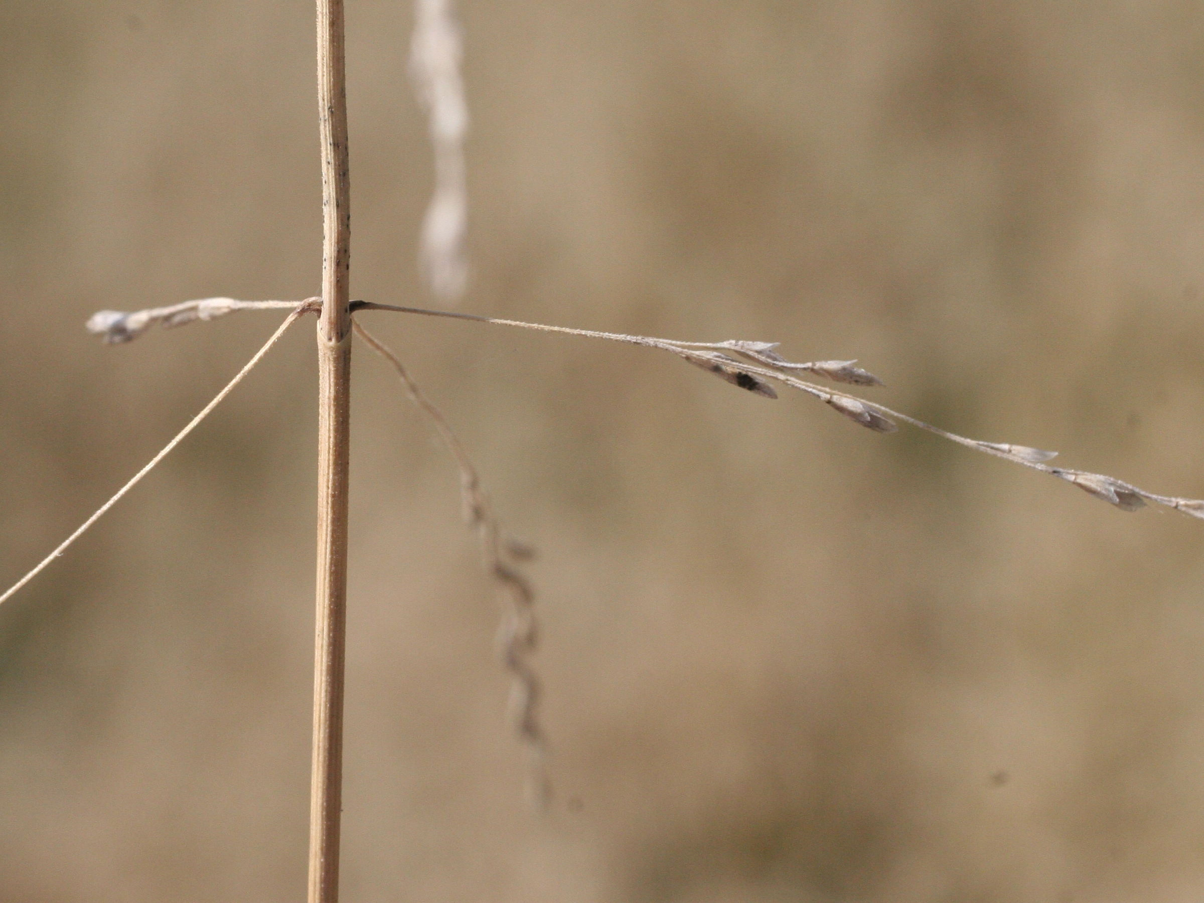 Afficher le média puccinellia_distans3md puccinellia_distans3md